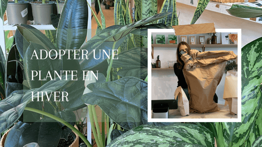 Adopter une plante par temps froid - Alma Plantes