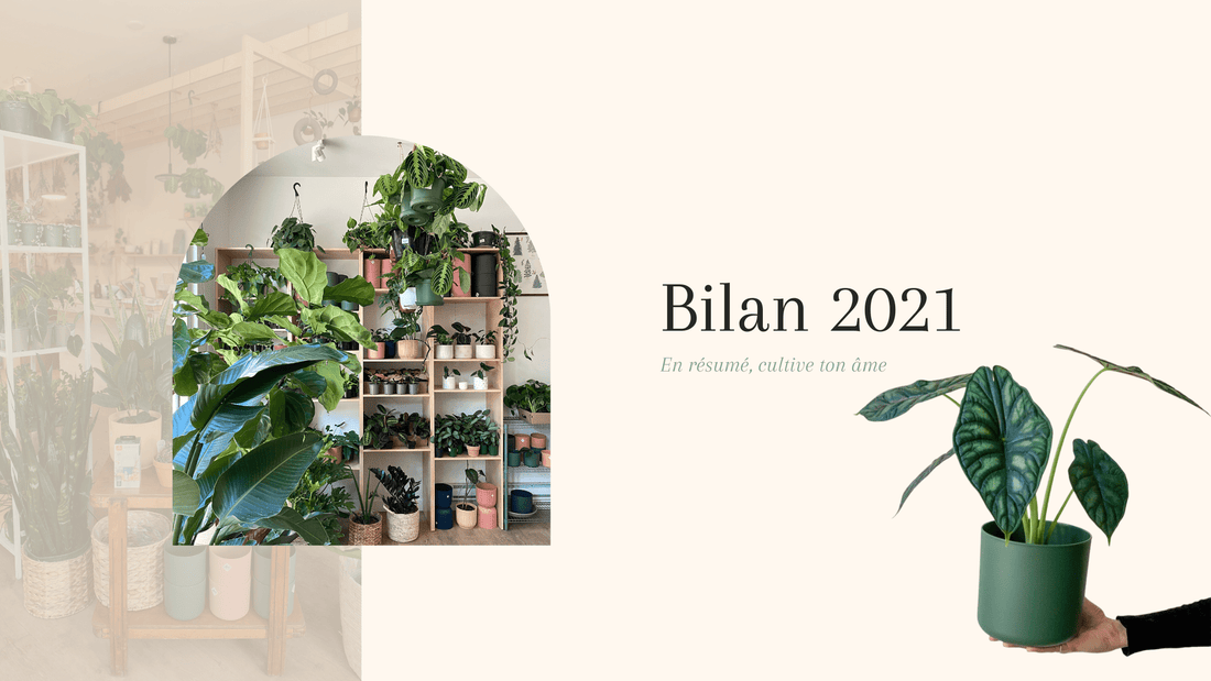 Bilan 2021 - Alma Plantes