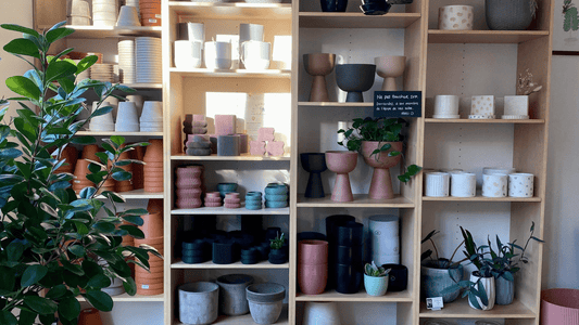 Comment choisir le bon type de pot pour le rempotage de vos plantes - Alma Plantes