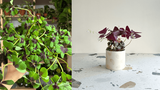 L'entretien des Oxalis - Alma Plantes