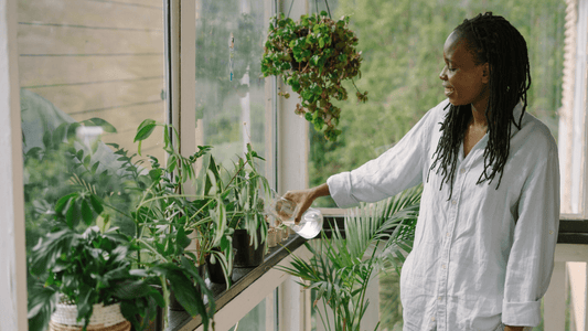 Luminosité 101 : Comprendre les différences pour nos plantes - Alma Plantes