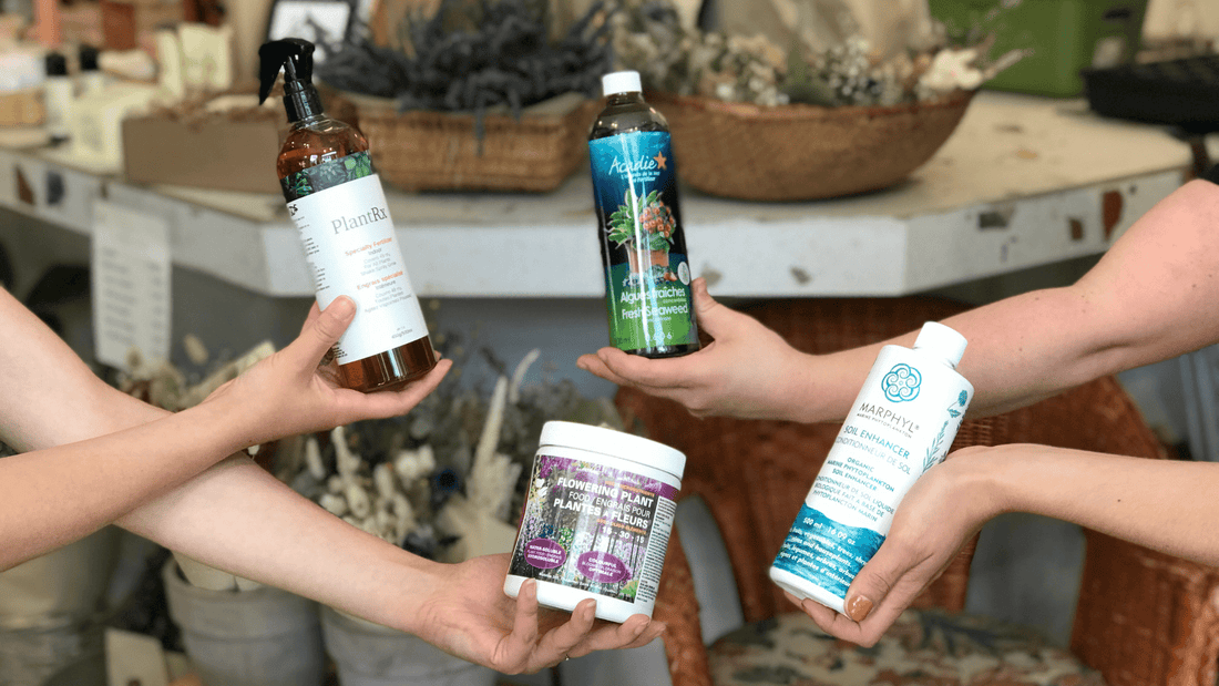 Pourquoi utiliser de l'engrais? - Alma Plantes