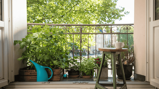 Sortir et rentrer nos plantes d’intérieur - Alma Plantes