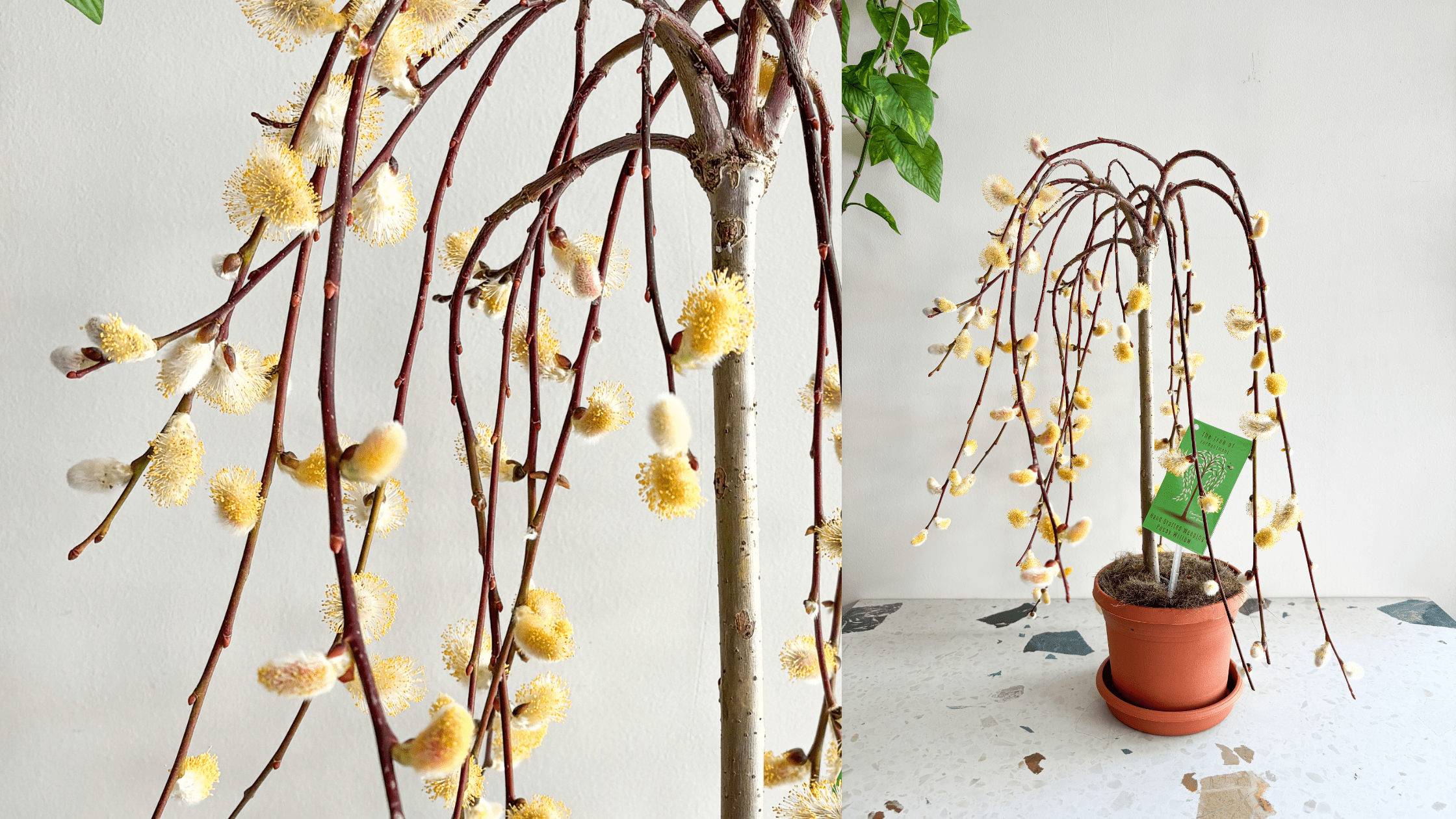 Tout sur le saule pleureur en pot  Alma Plantes