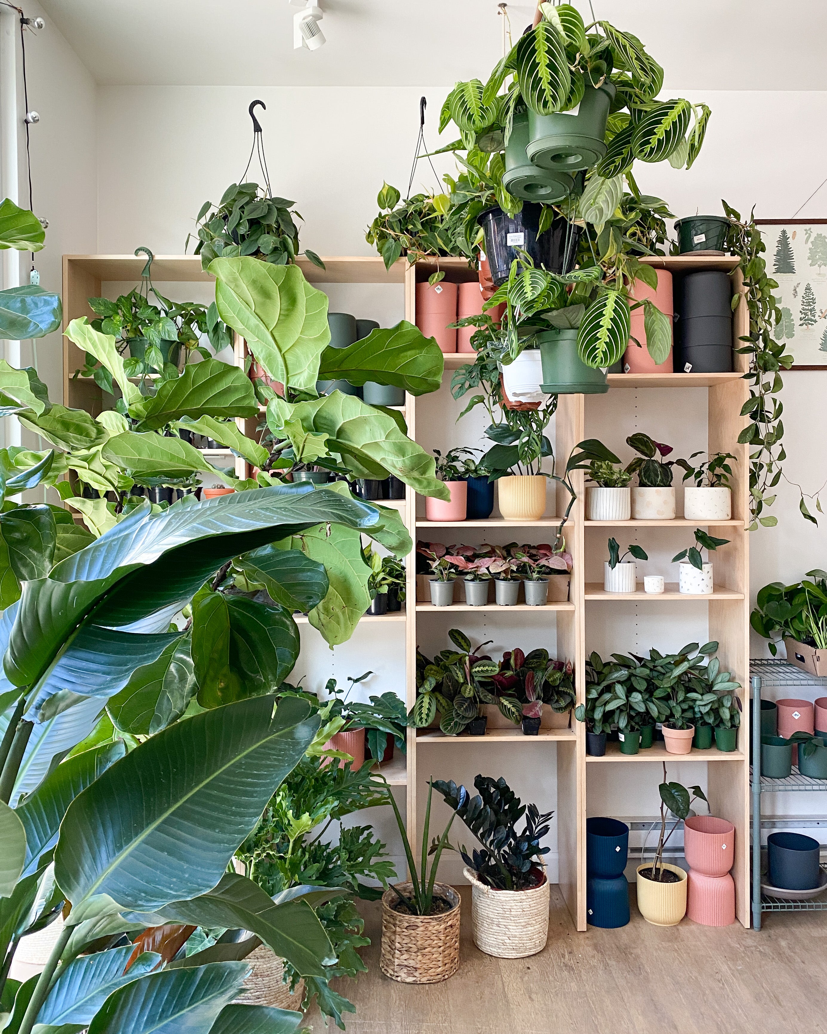 boutique alma plantes