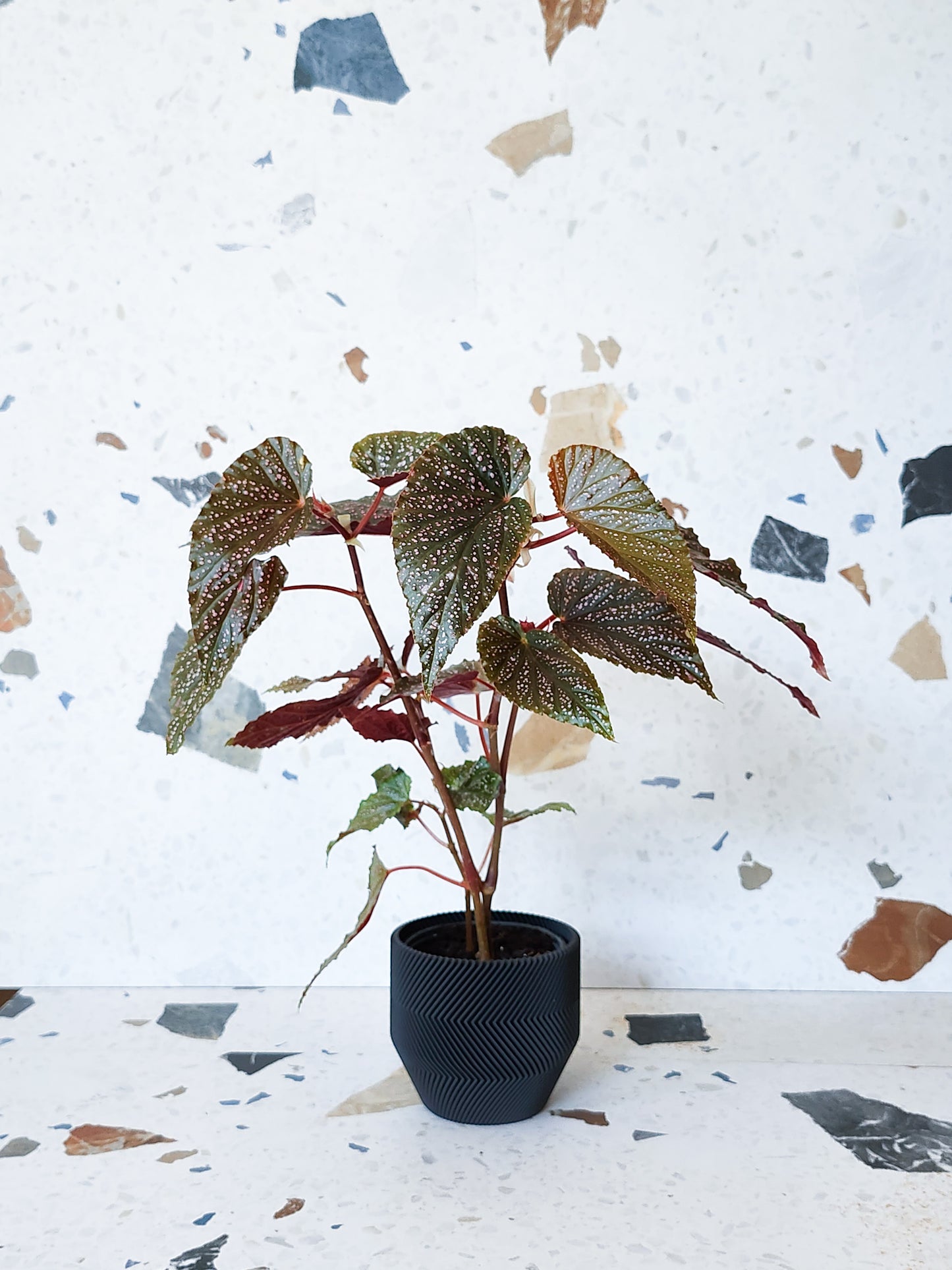 Pina (Bégonia)