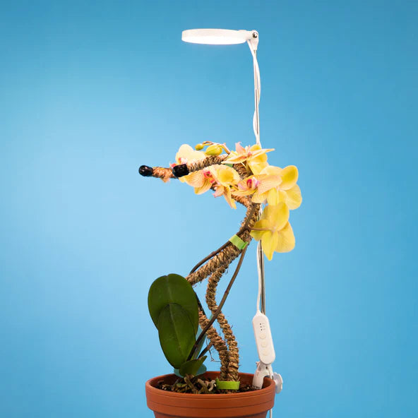 Lampe à LED réglable pour les plantes – Alma Plantes