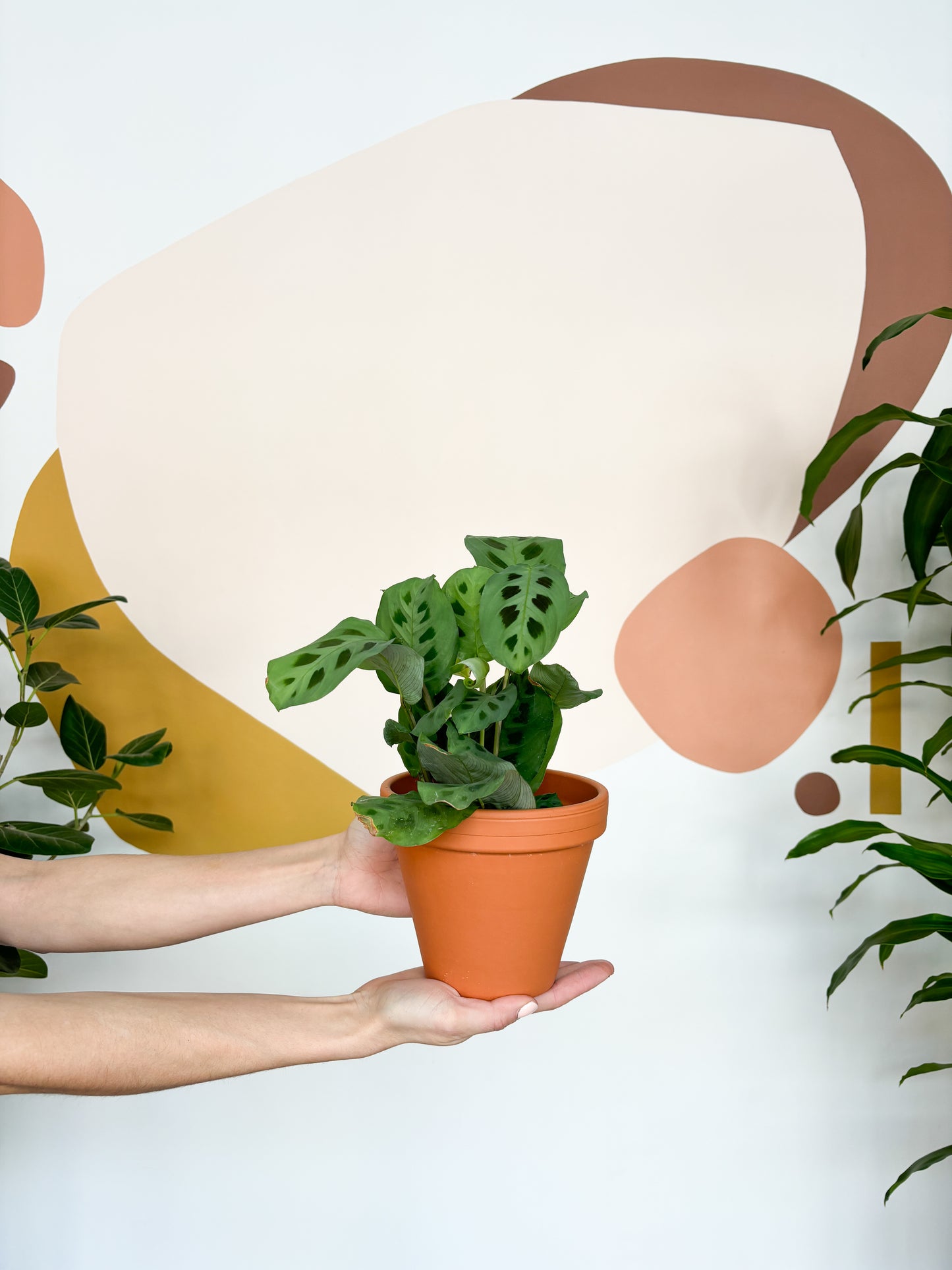 Manon (Maranta)