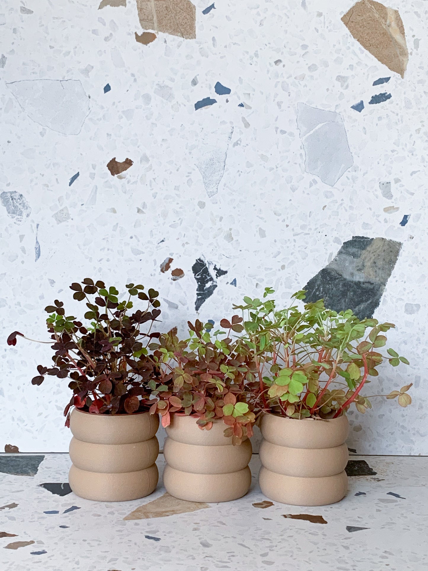 Oxalis assorti