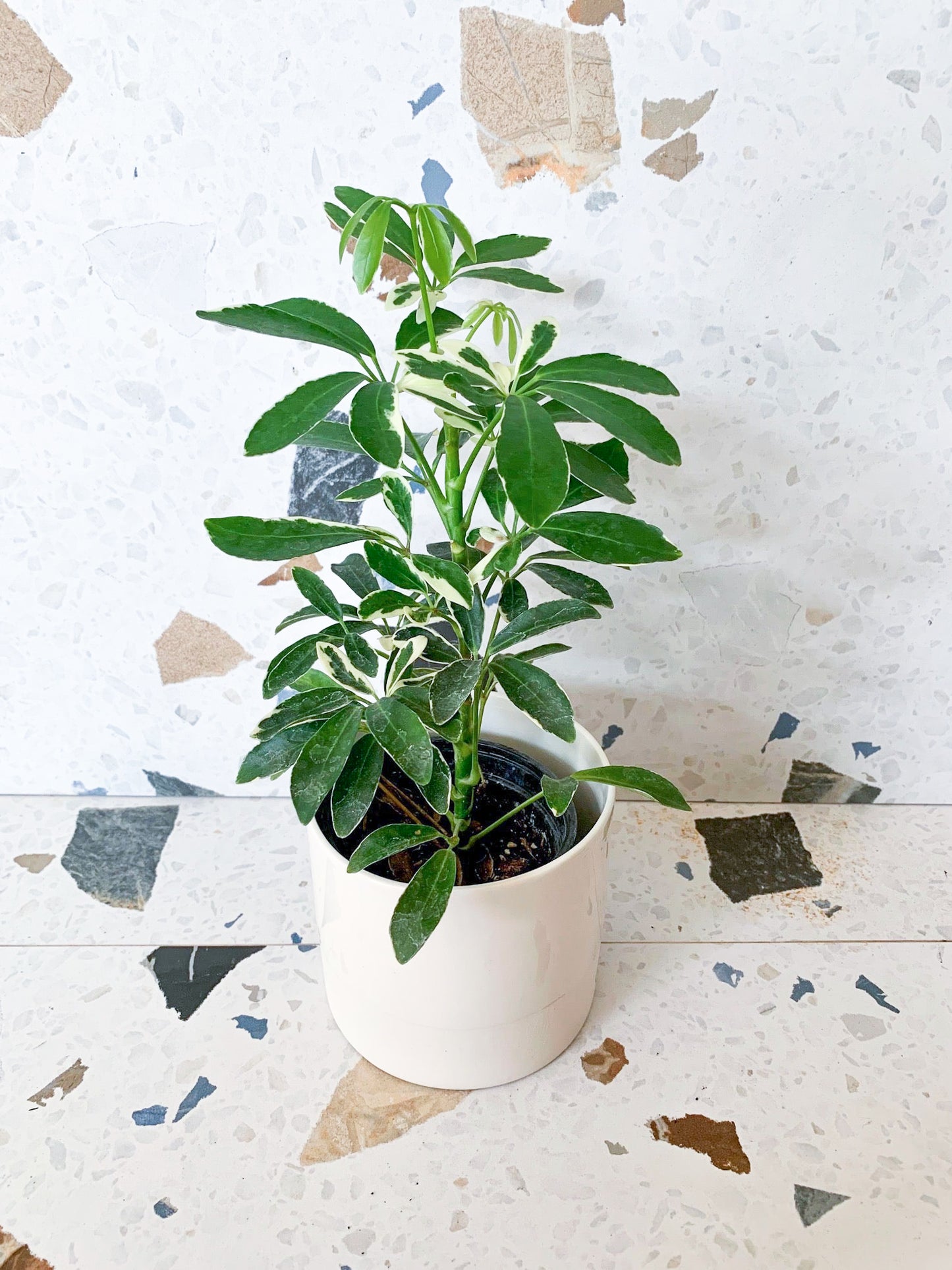 Moondrop (Schefflera)