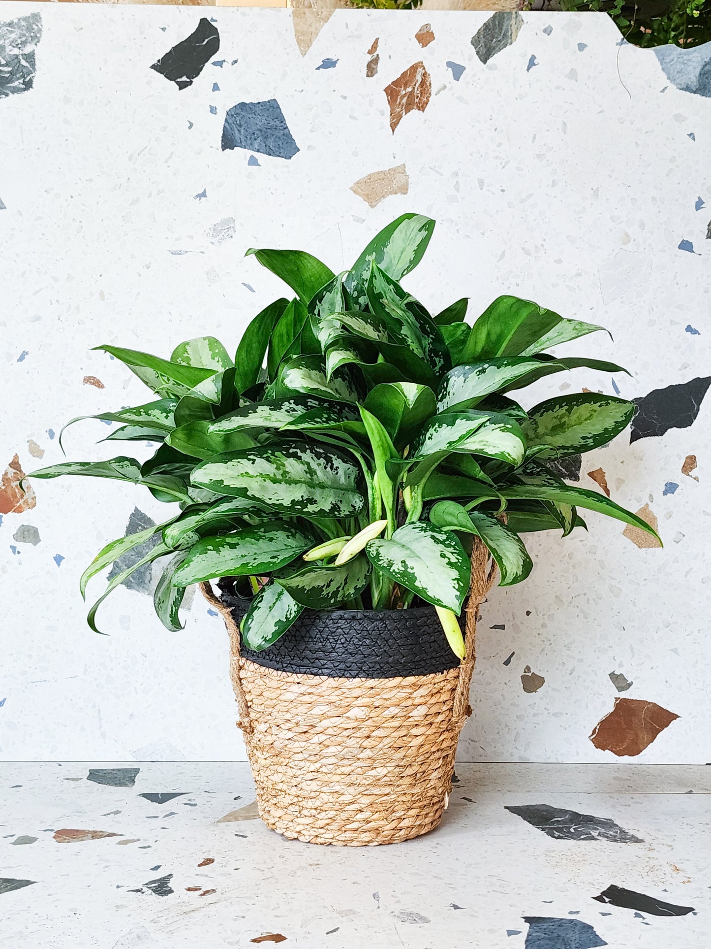 Cynthia (Aglaonema)