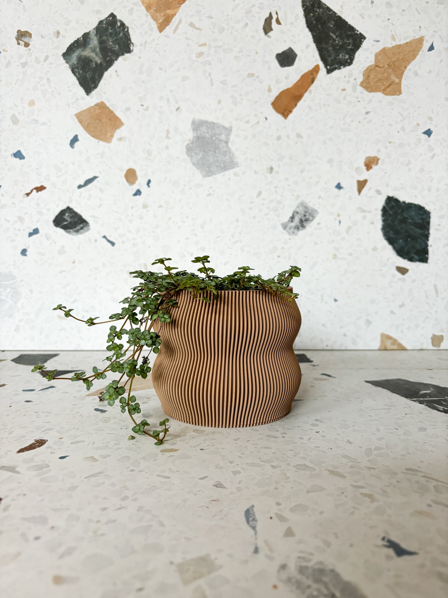 Marine (Pilea)
