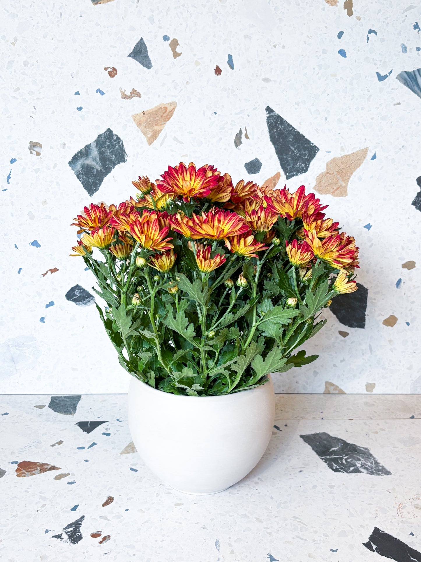 Chrysanthème Pelee
