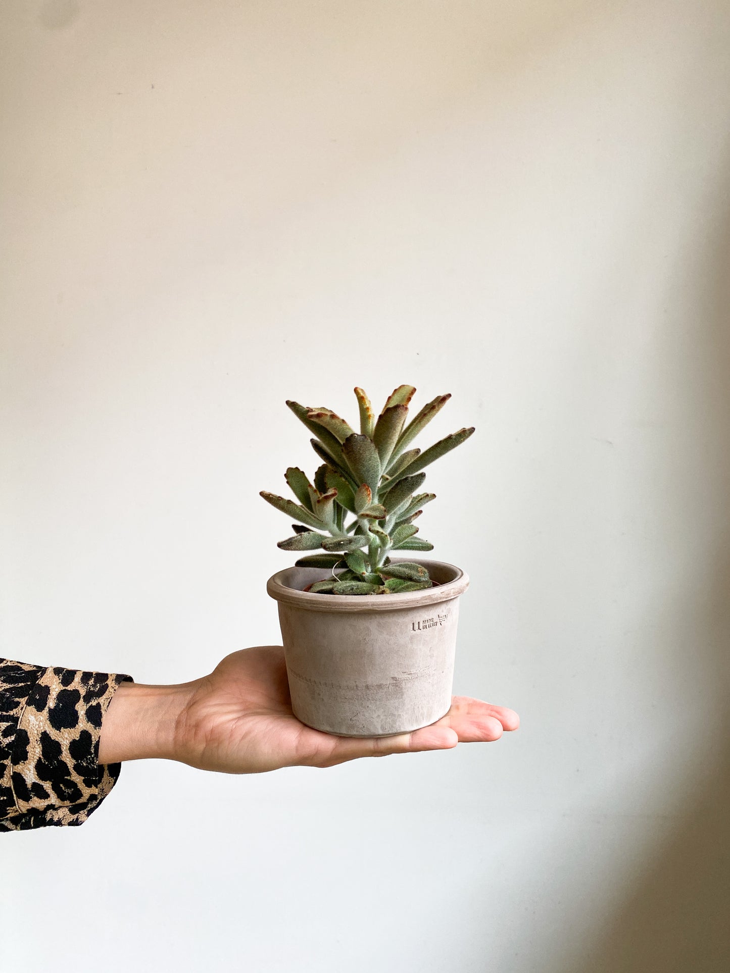 Brownie (Kalanchoe)