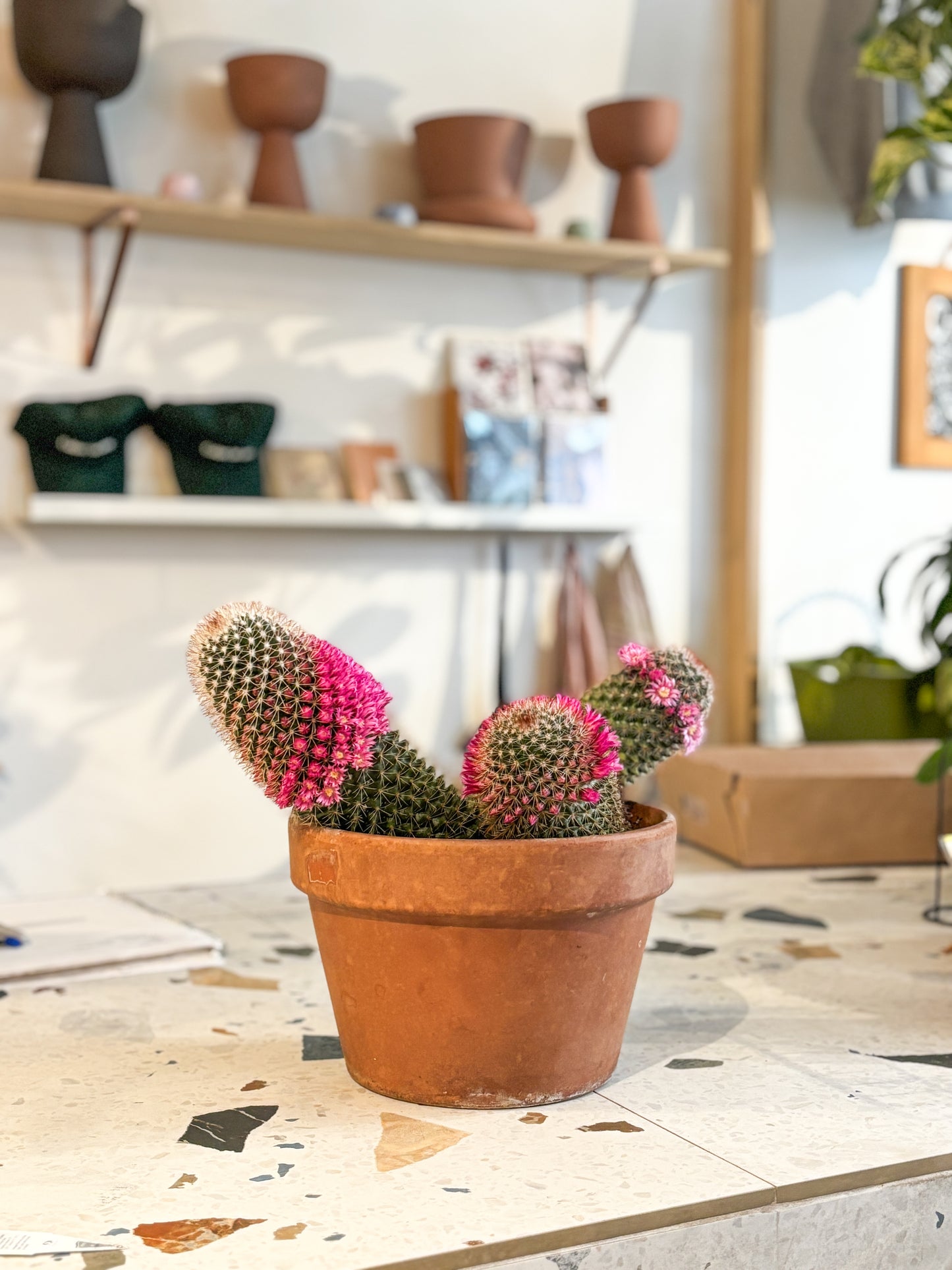 Spinosis (Mammilaria)