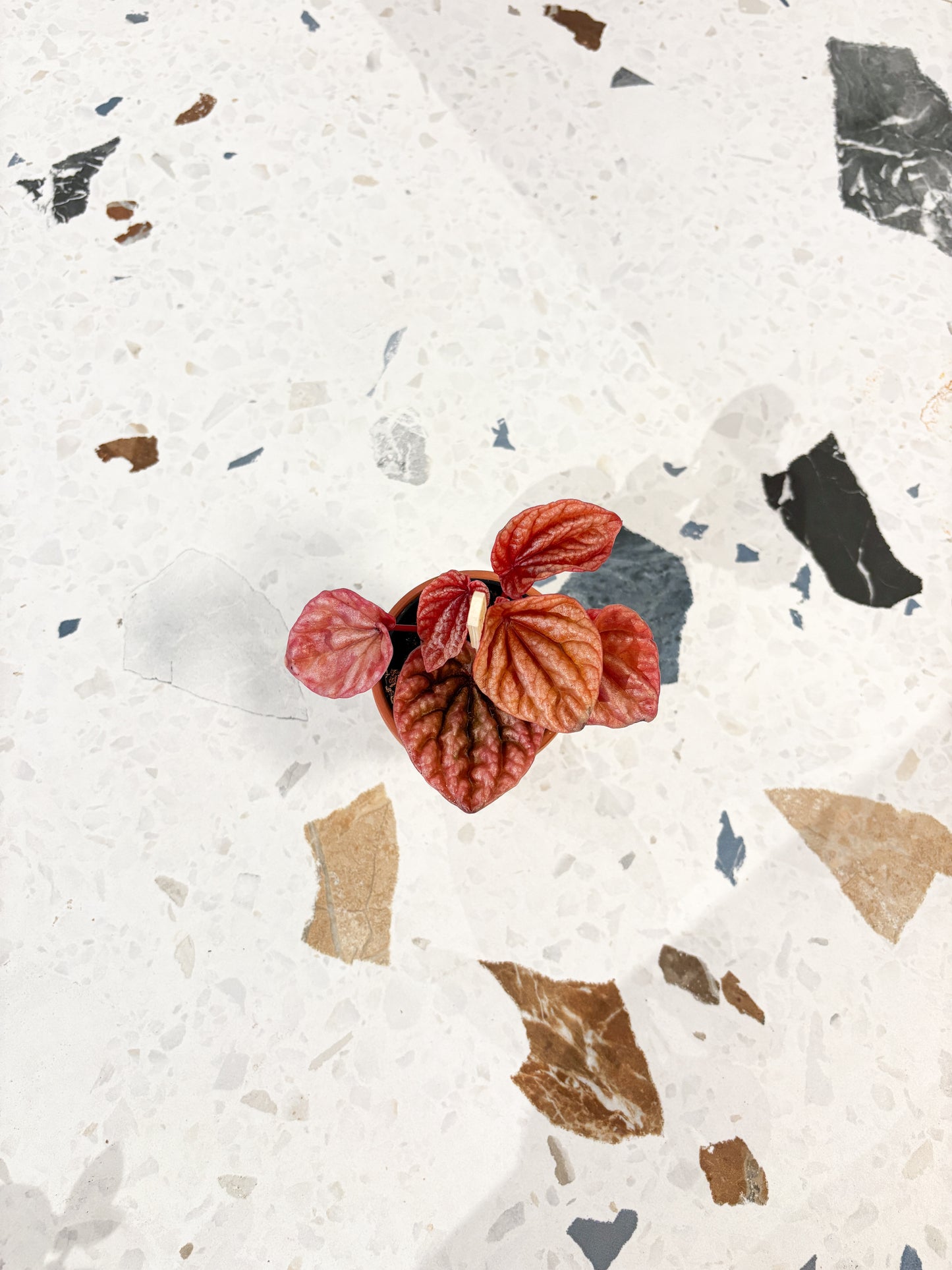 Pink Lady (Peperomia)