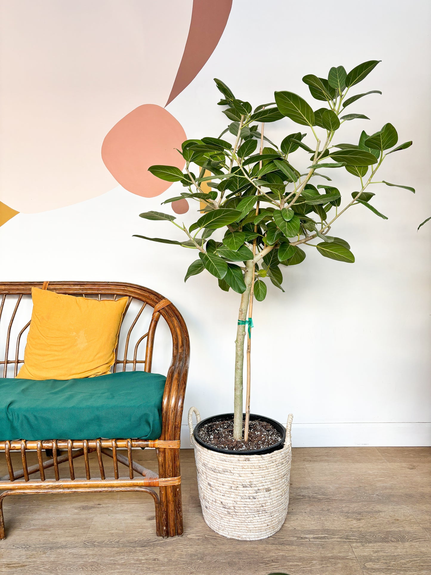 Audrey (Ficus)