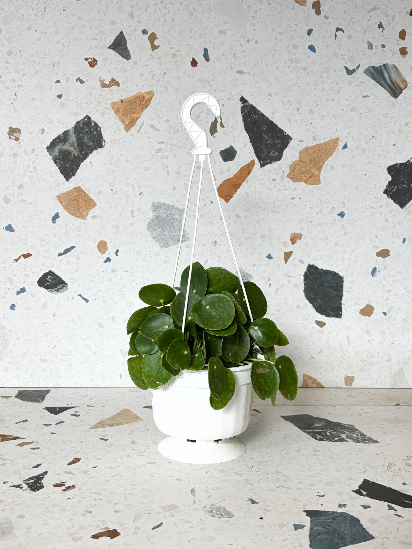 Jeune Pepe (Pilea)