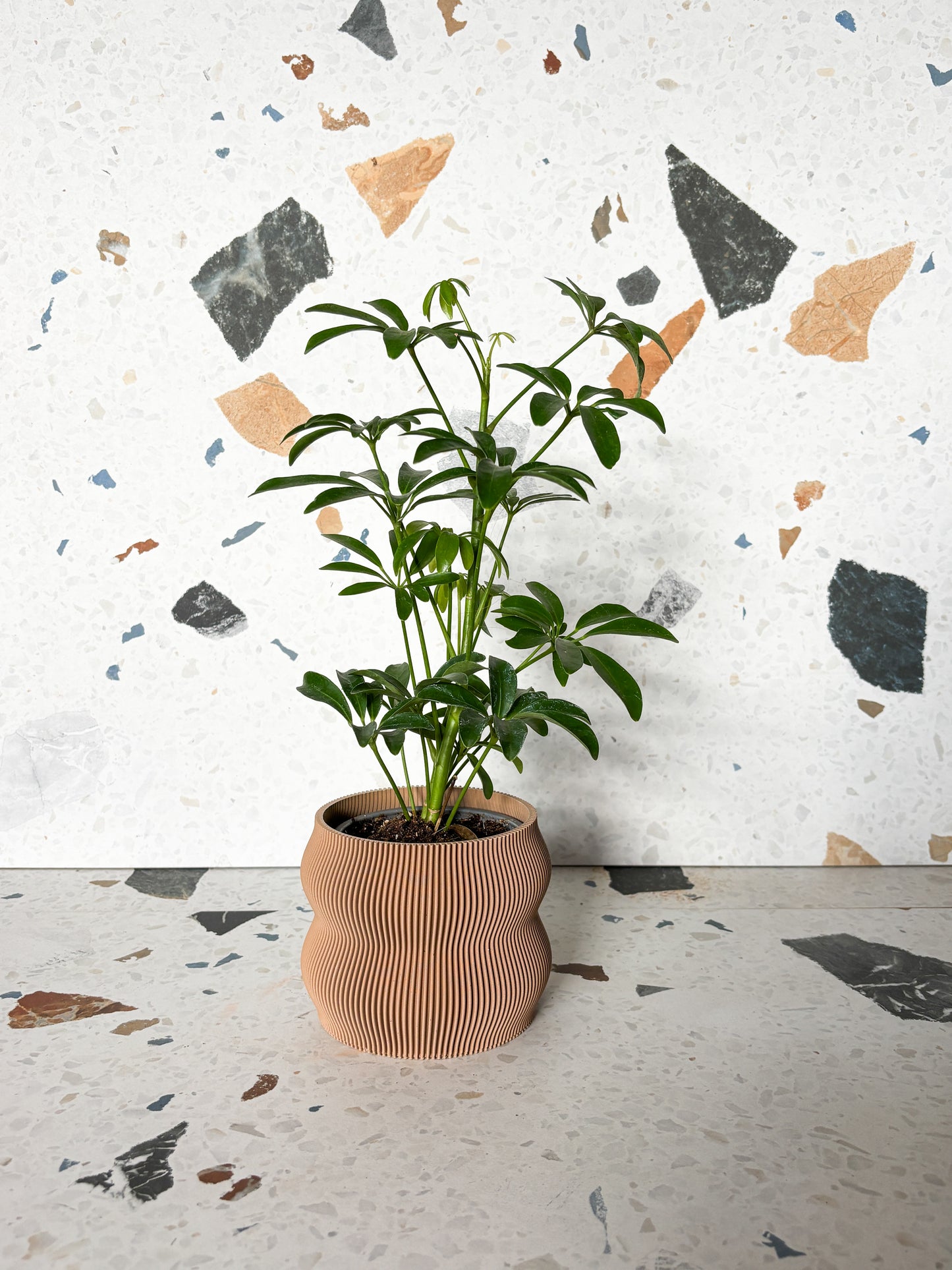 Cache pot 'Le Nuancé'