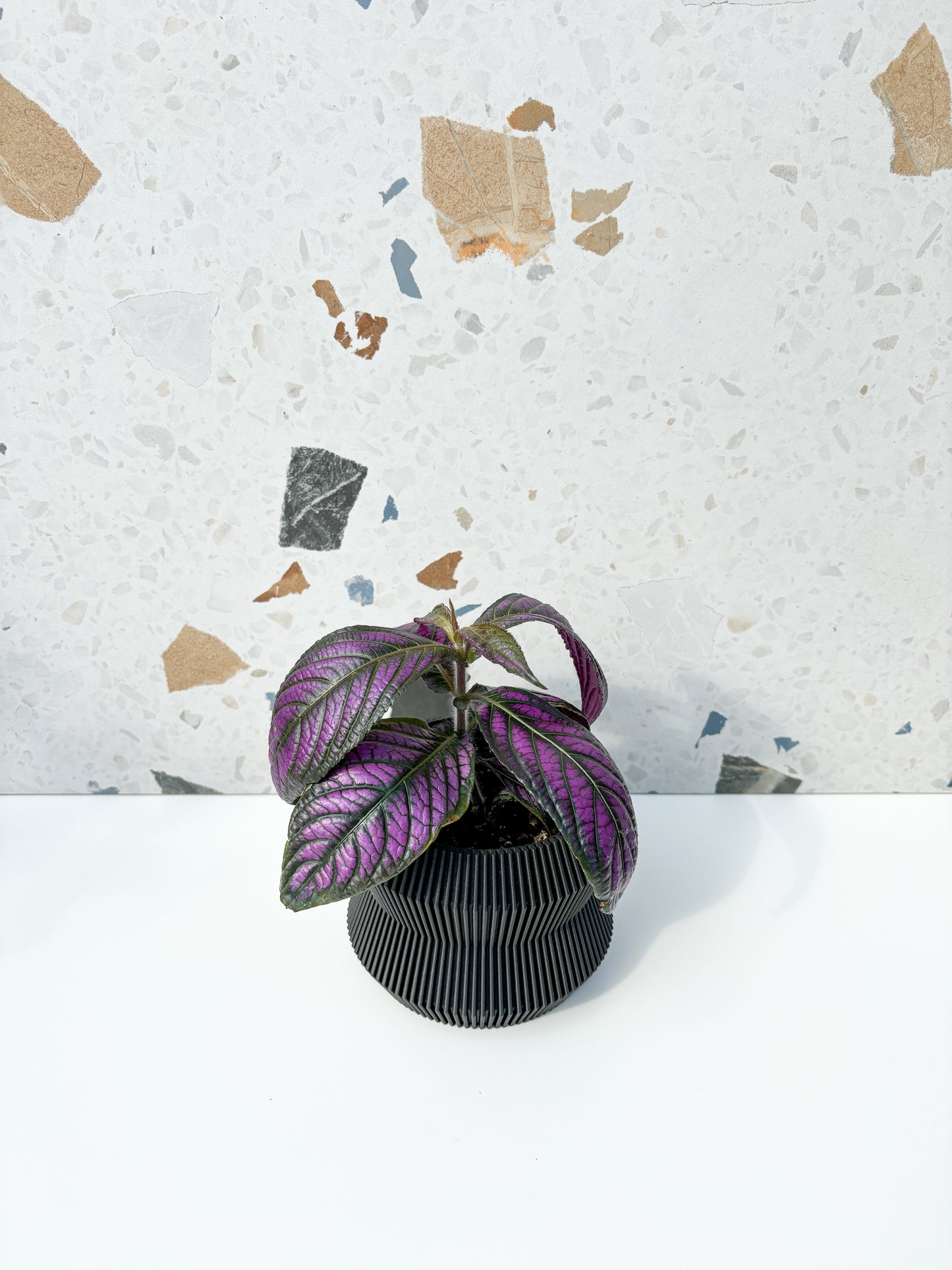 Strobilanthes (Strobilanthes dyerianus)