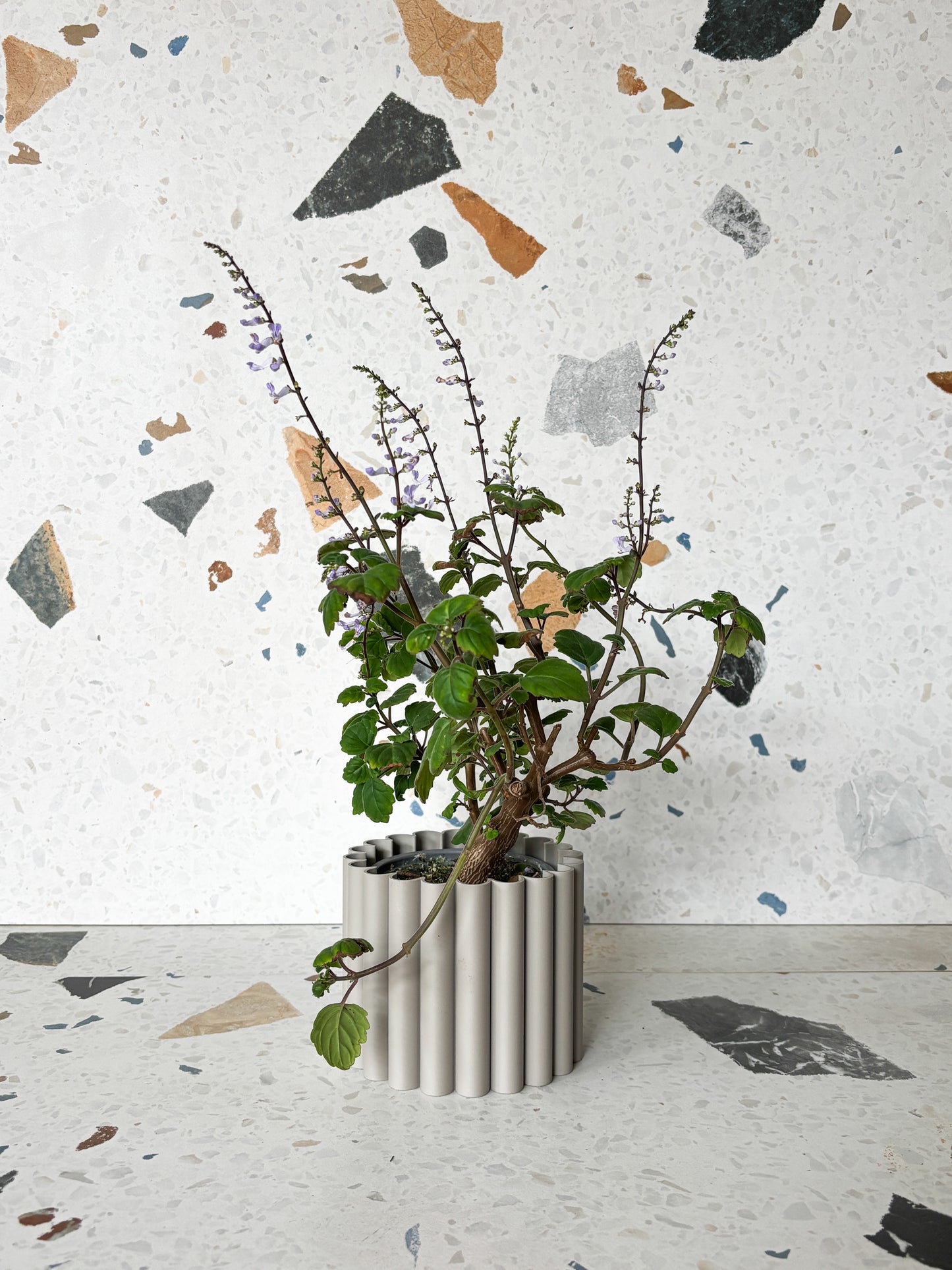 Ernest (Plectranthus)