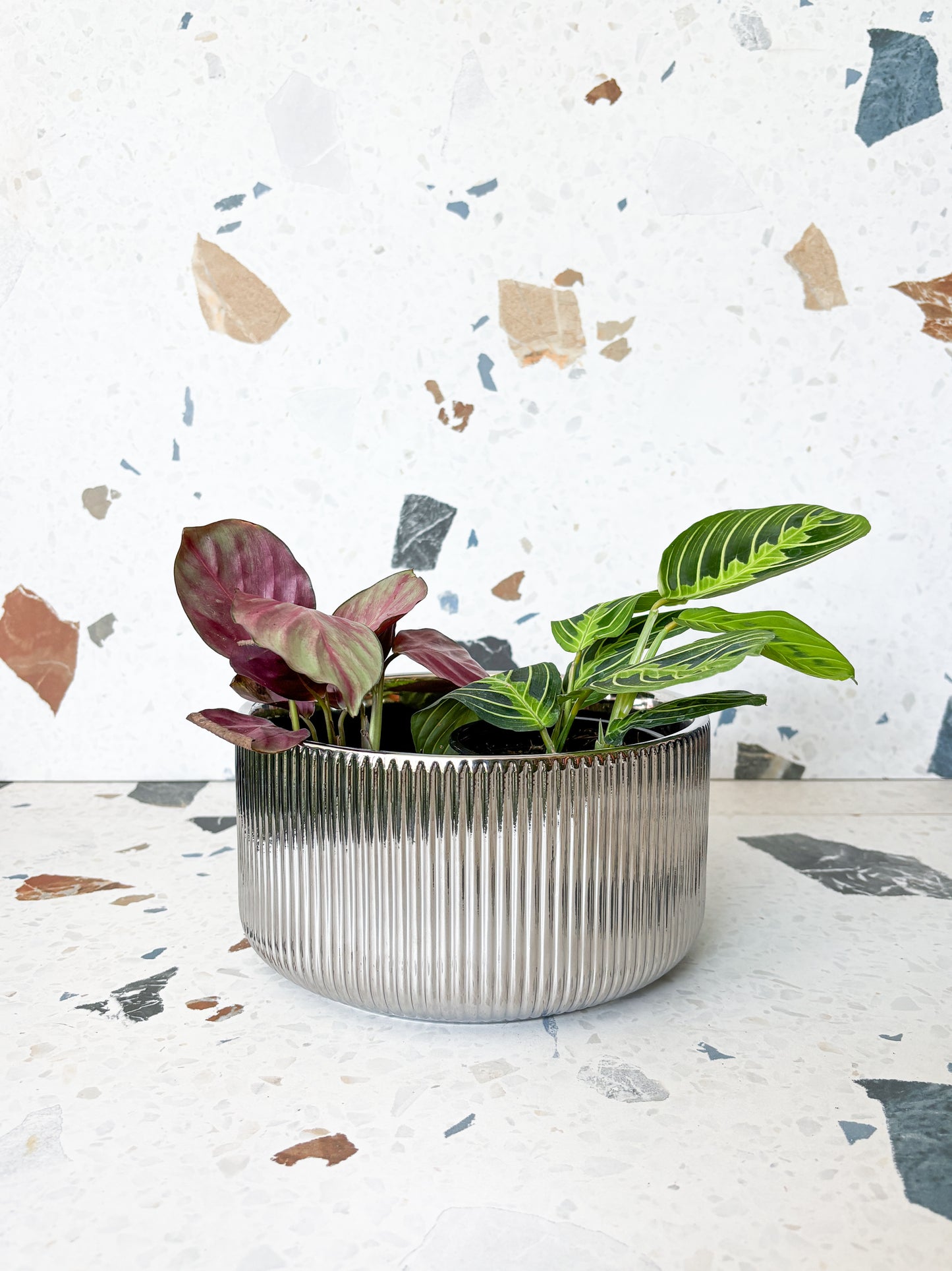 Terrarium argent