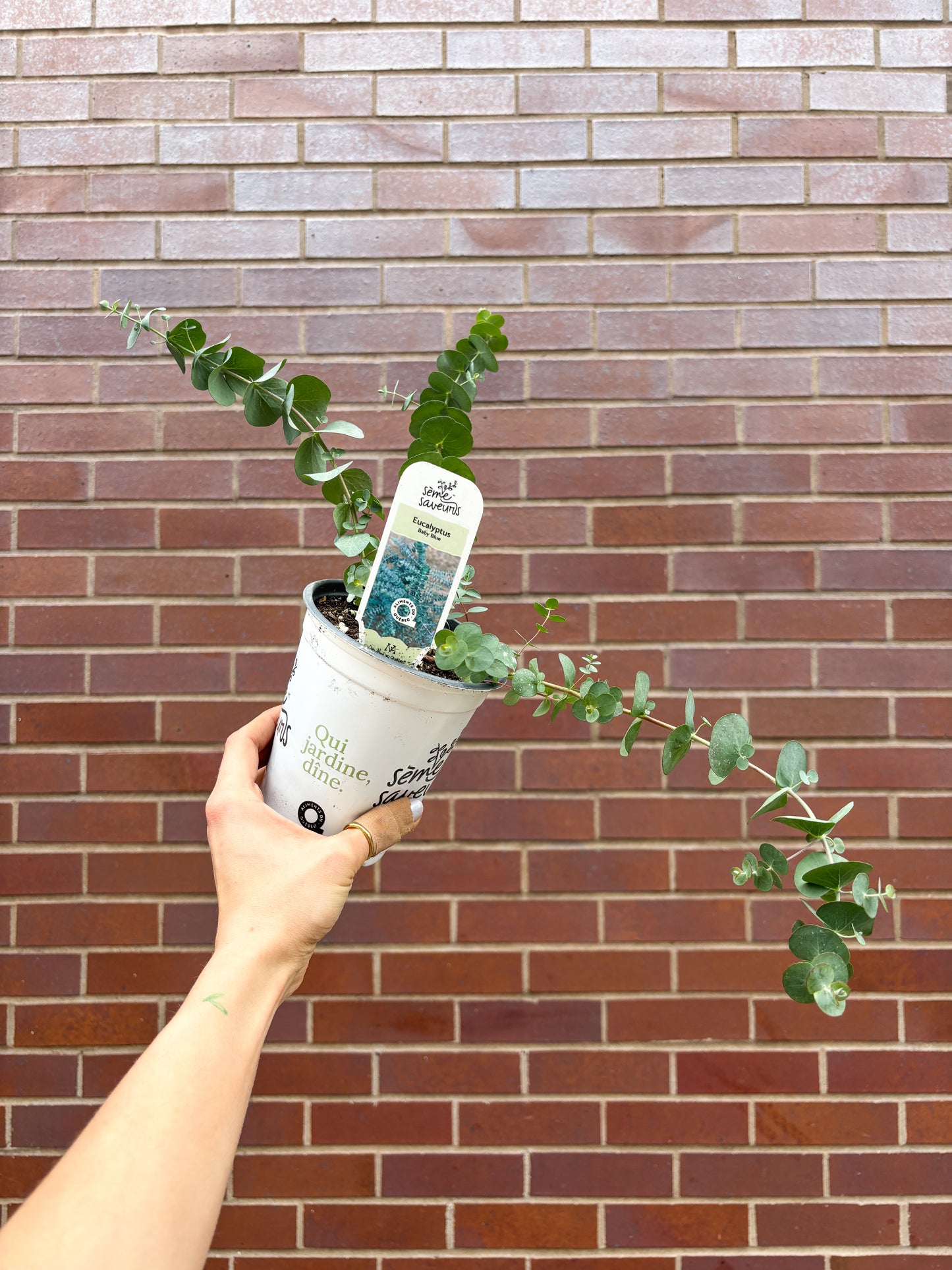 Eucalyptus baby blue