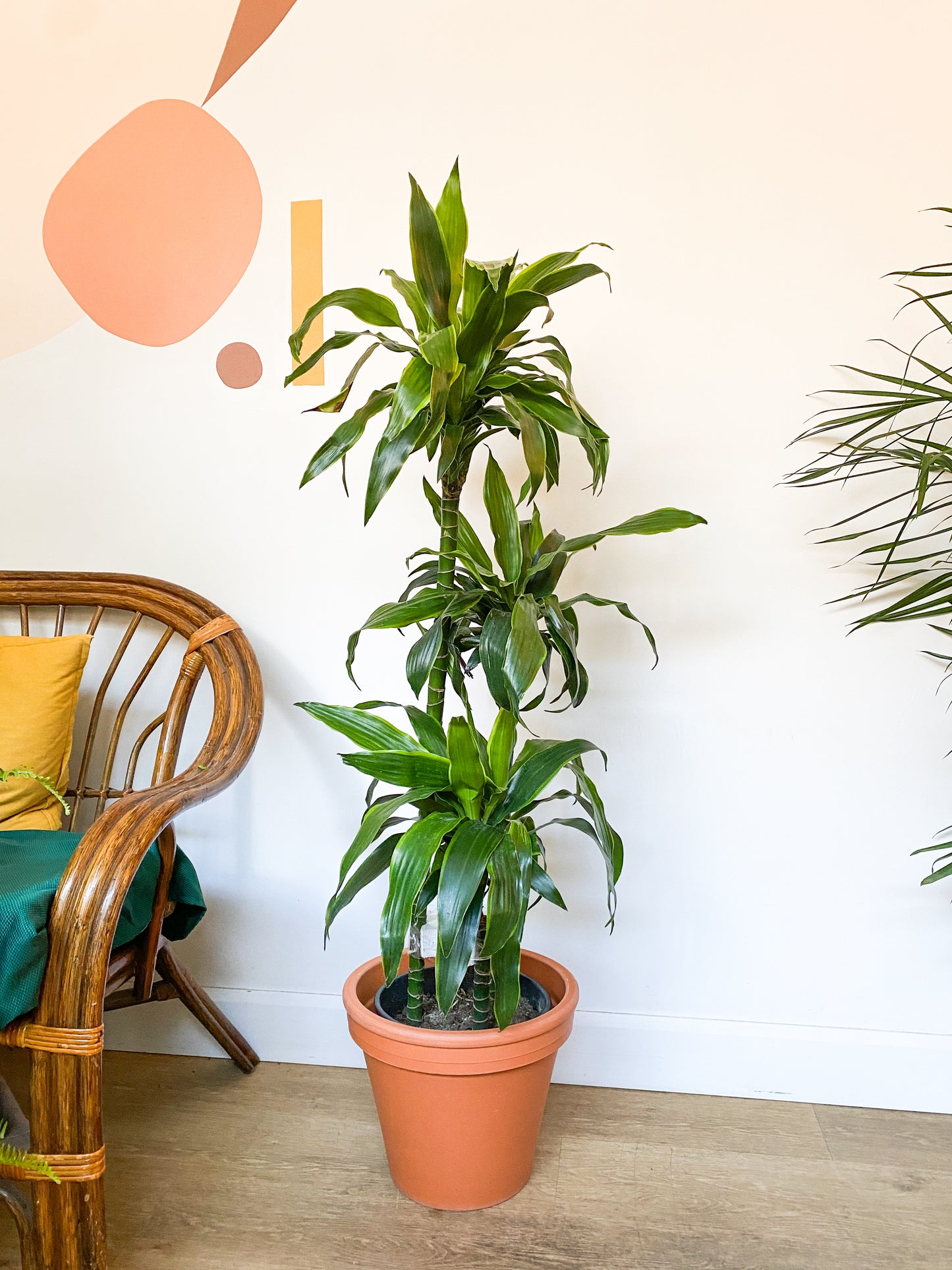 Janette (Dracaena)