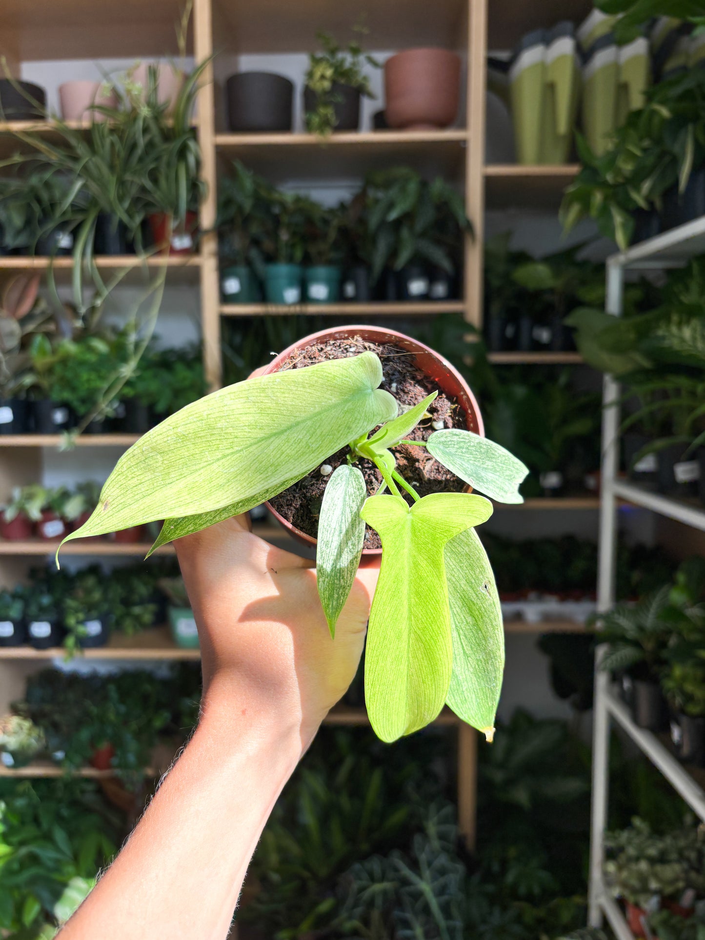 Ghost (Philodendron)