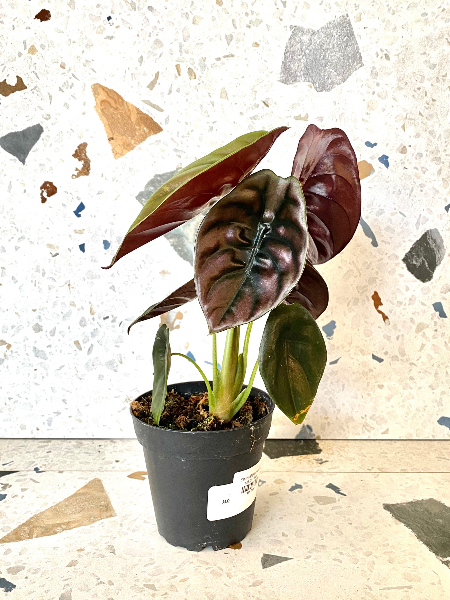 Chantal (Alocasia)