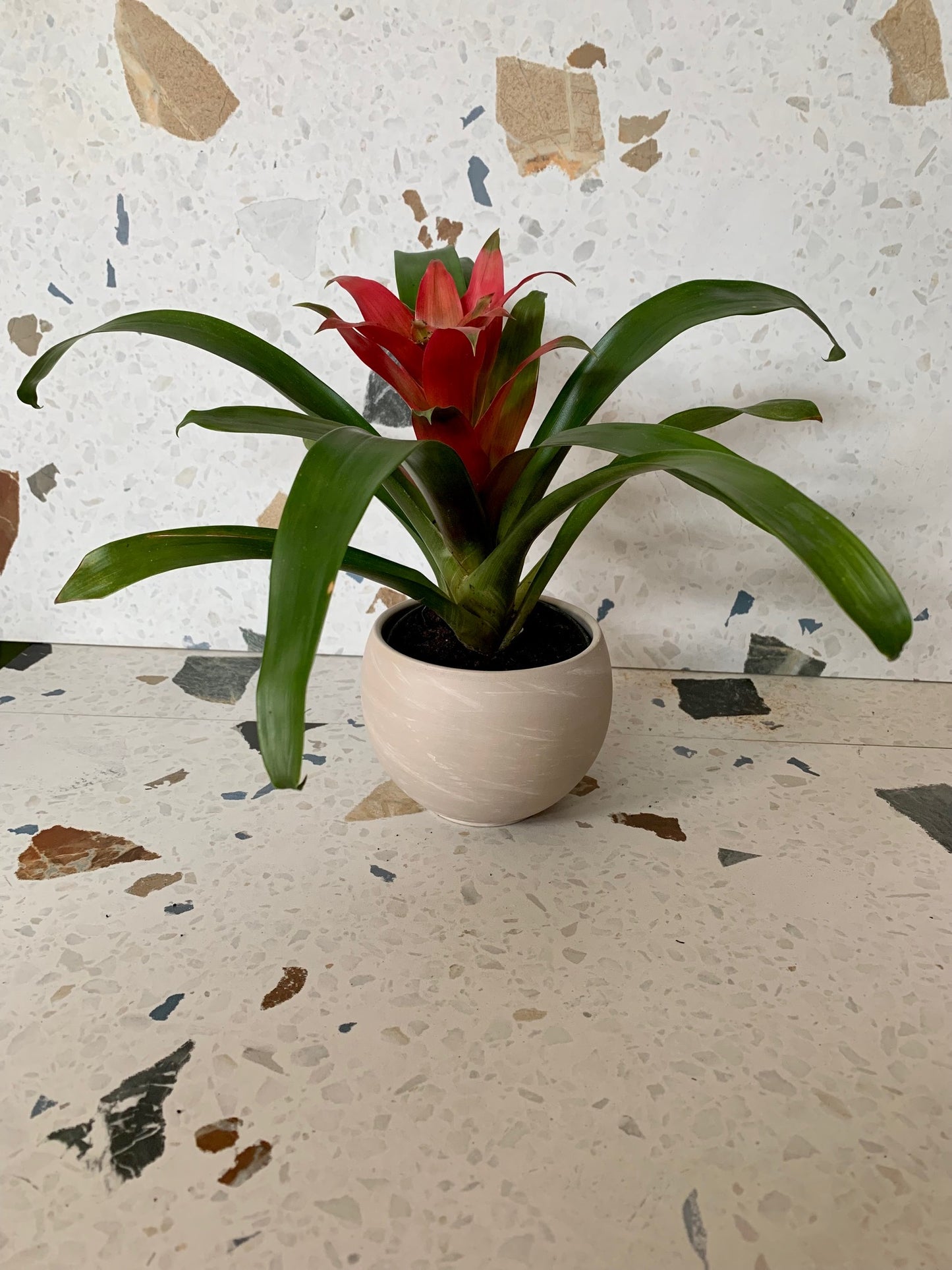 Guzmania (Broméliacée)