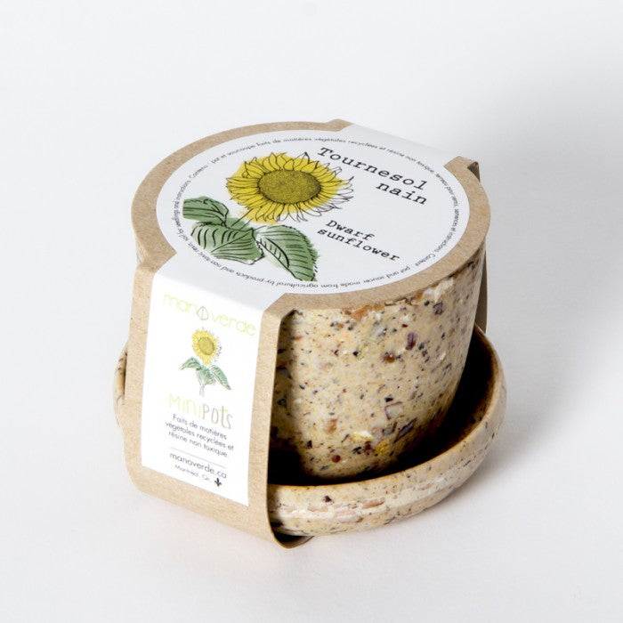 Minipot tournesol nain-fibre recyclée
