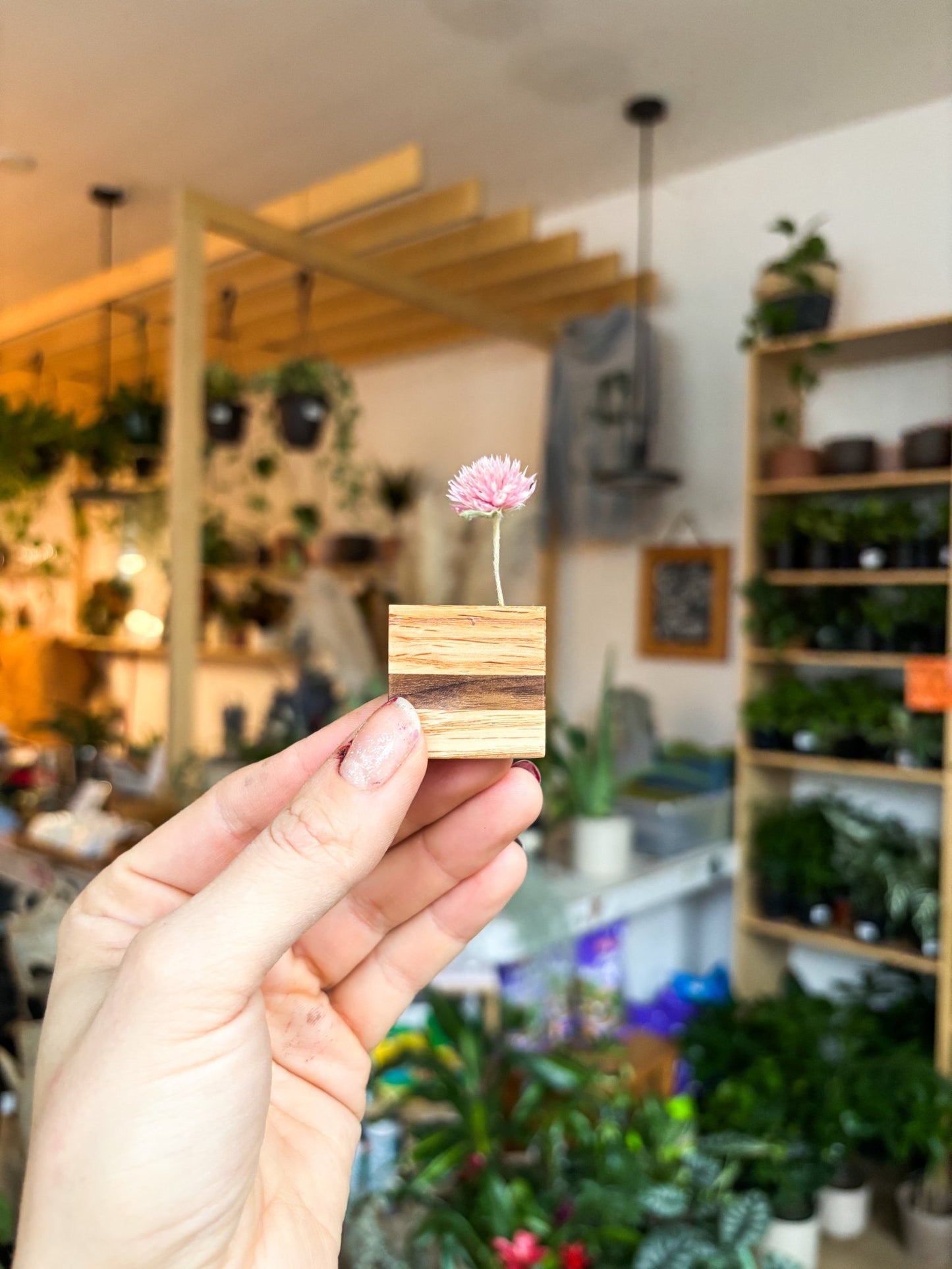 Aimant en bois - soliflor - Alma Plantes