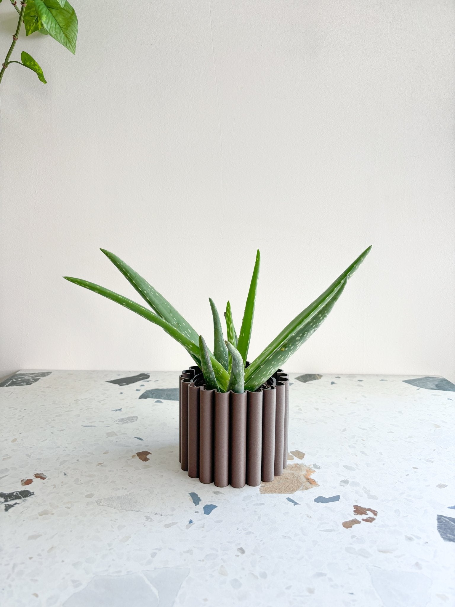 Aloe Vera - Alma Plantes