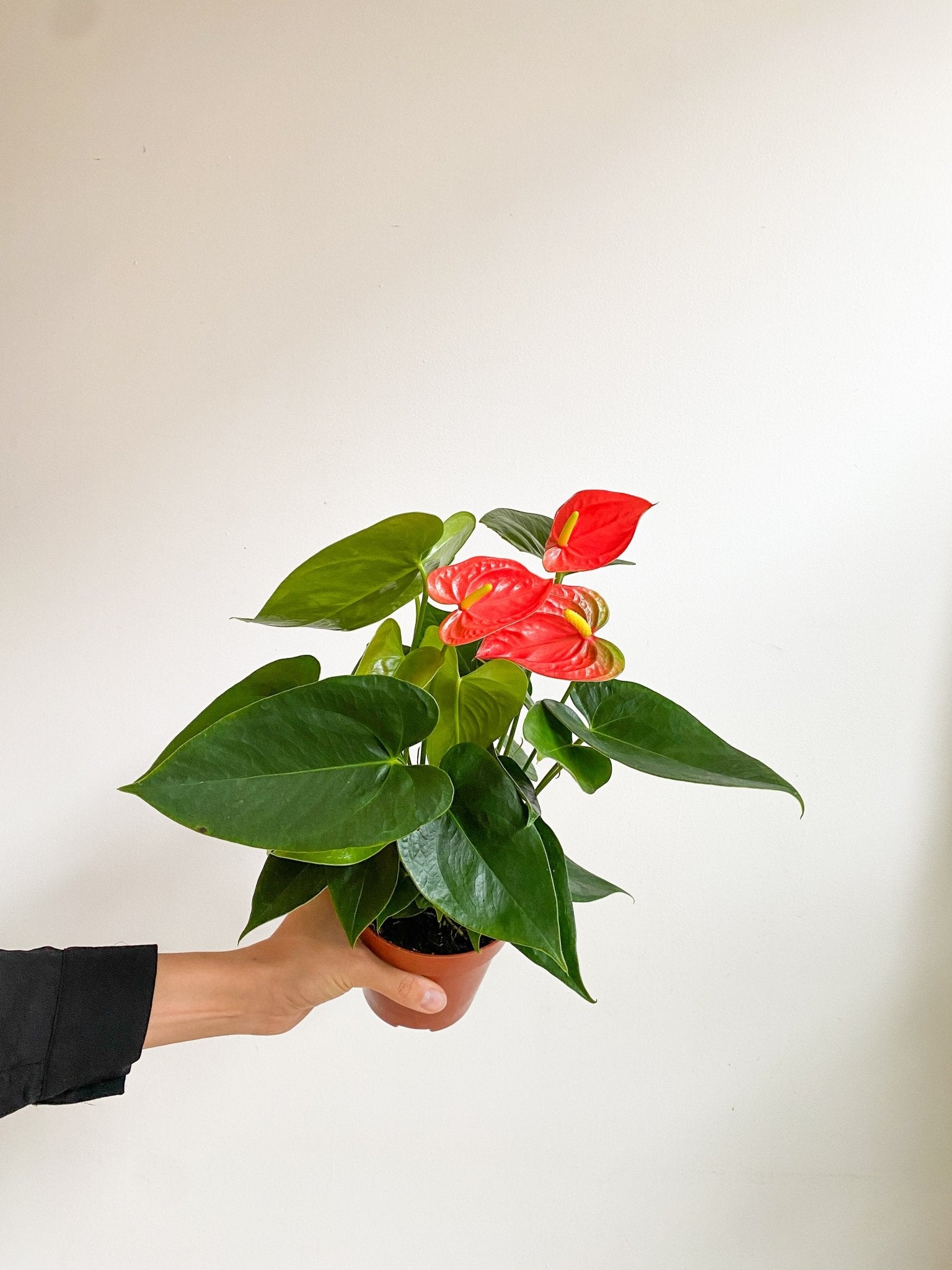 Andra (Anthurium) - Alma Plantes