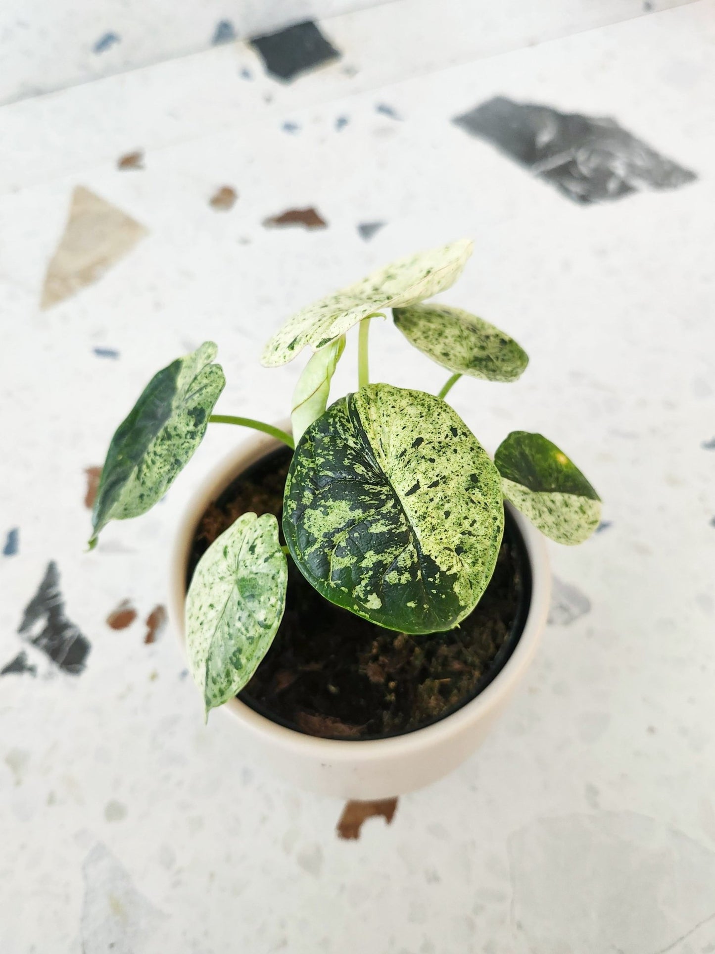 Antoine (Alocasia) - Alma Plantes