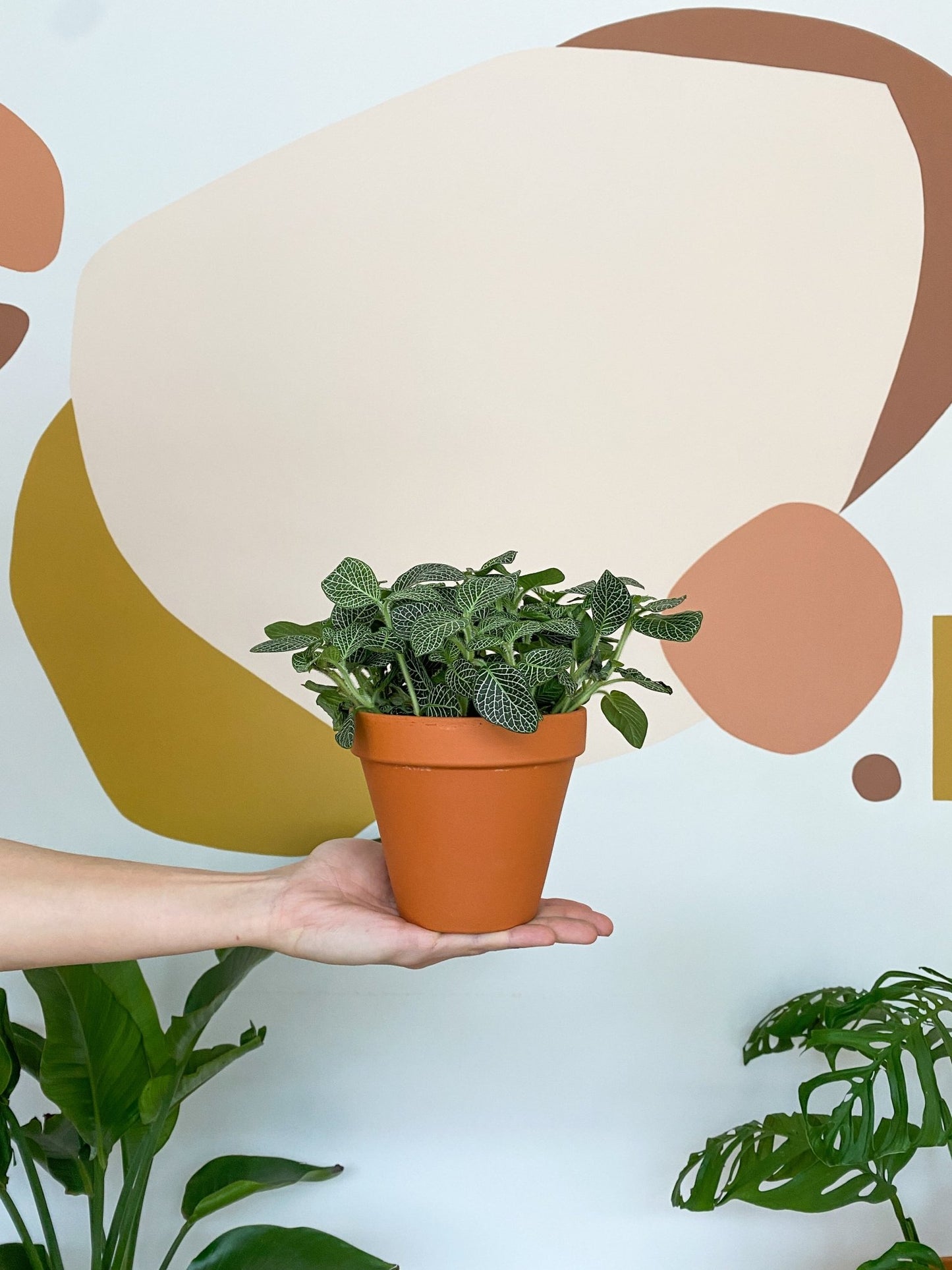 Antonia (Fittonia) - Alma Plantes