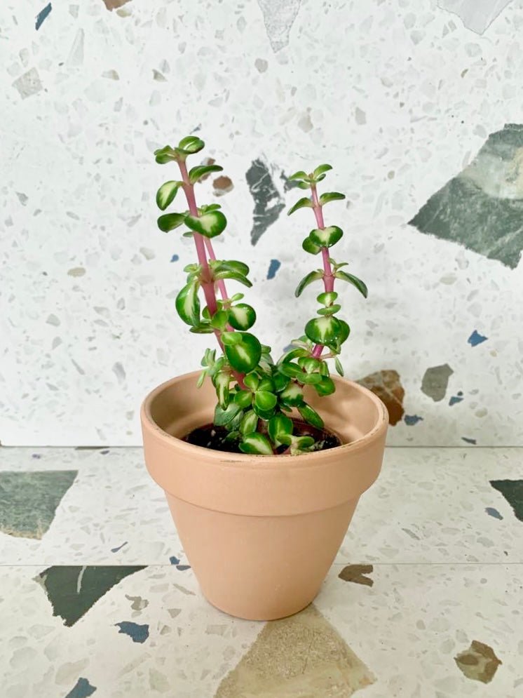 Arya (Portulacaria) - Alma Plantes