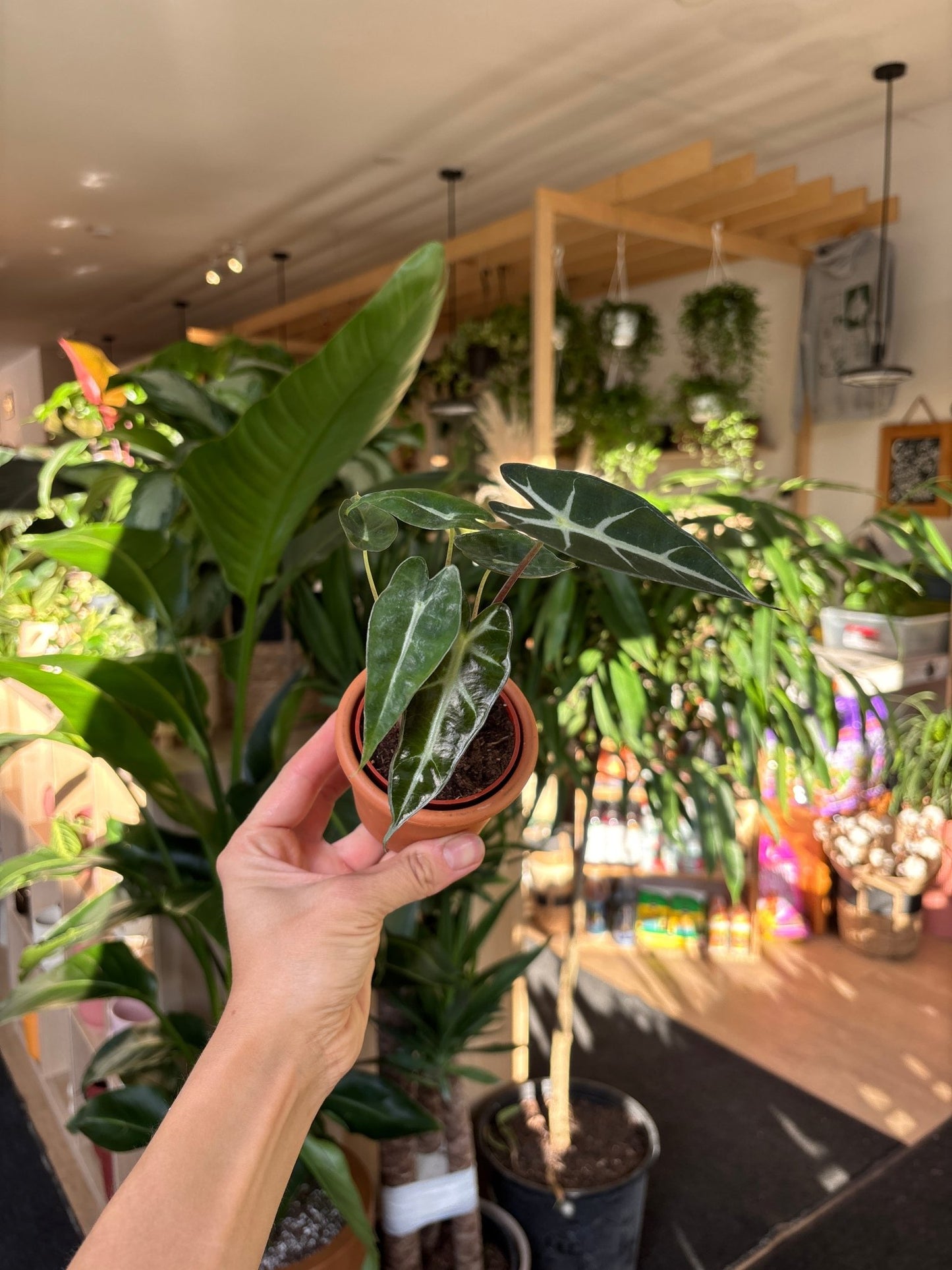 Bambino (Alocasia) - Alma Plantes