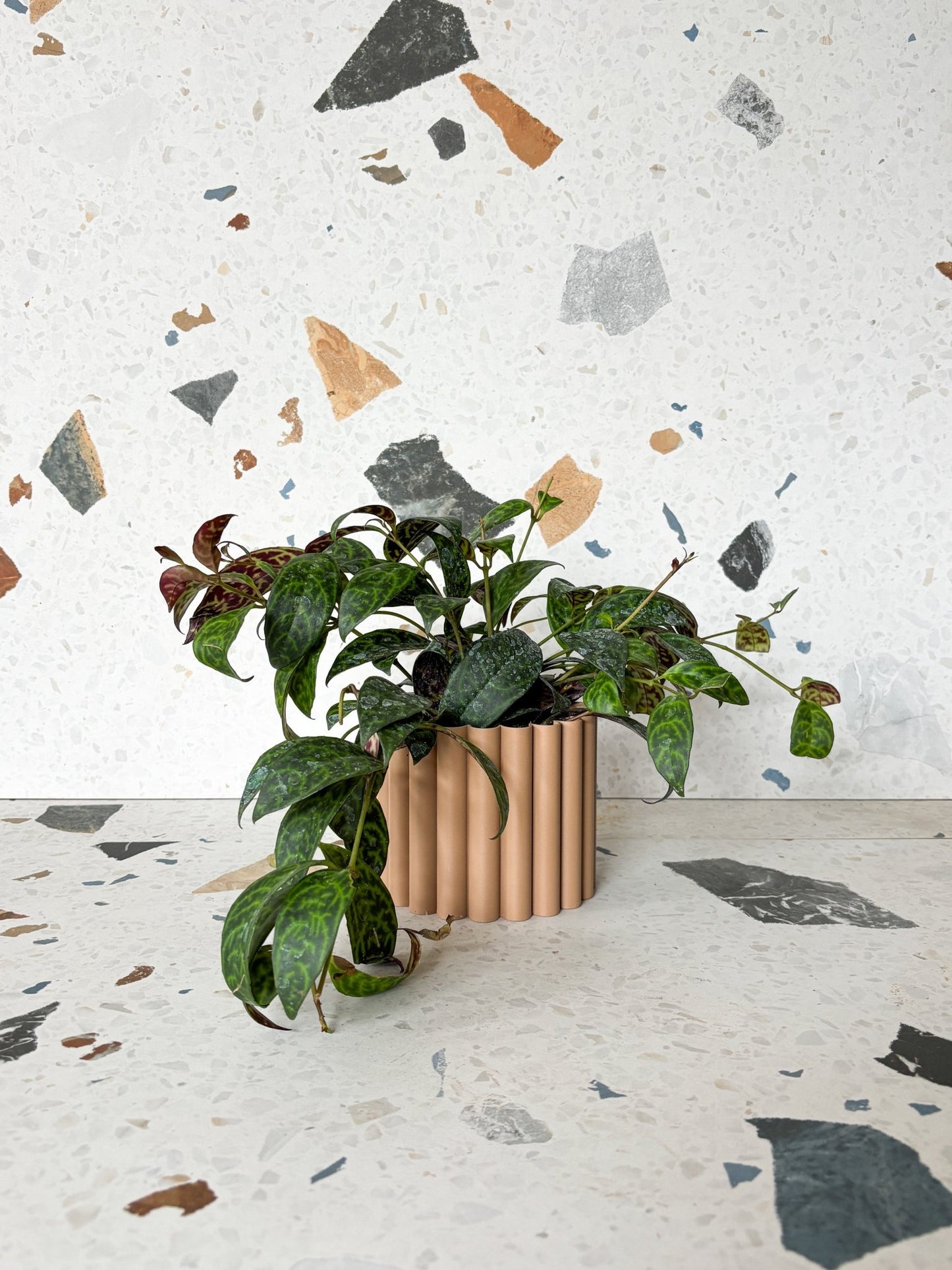 Béatrice (Aeschynanthus) - Alma Plantes