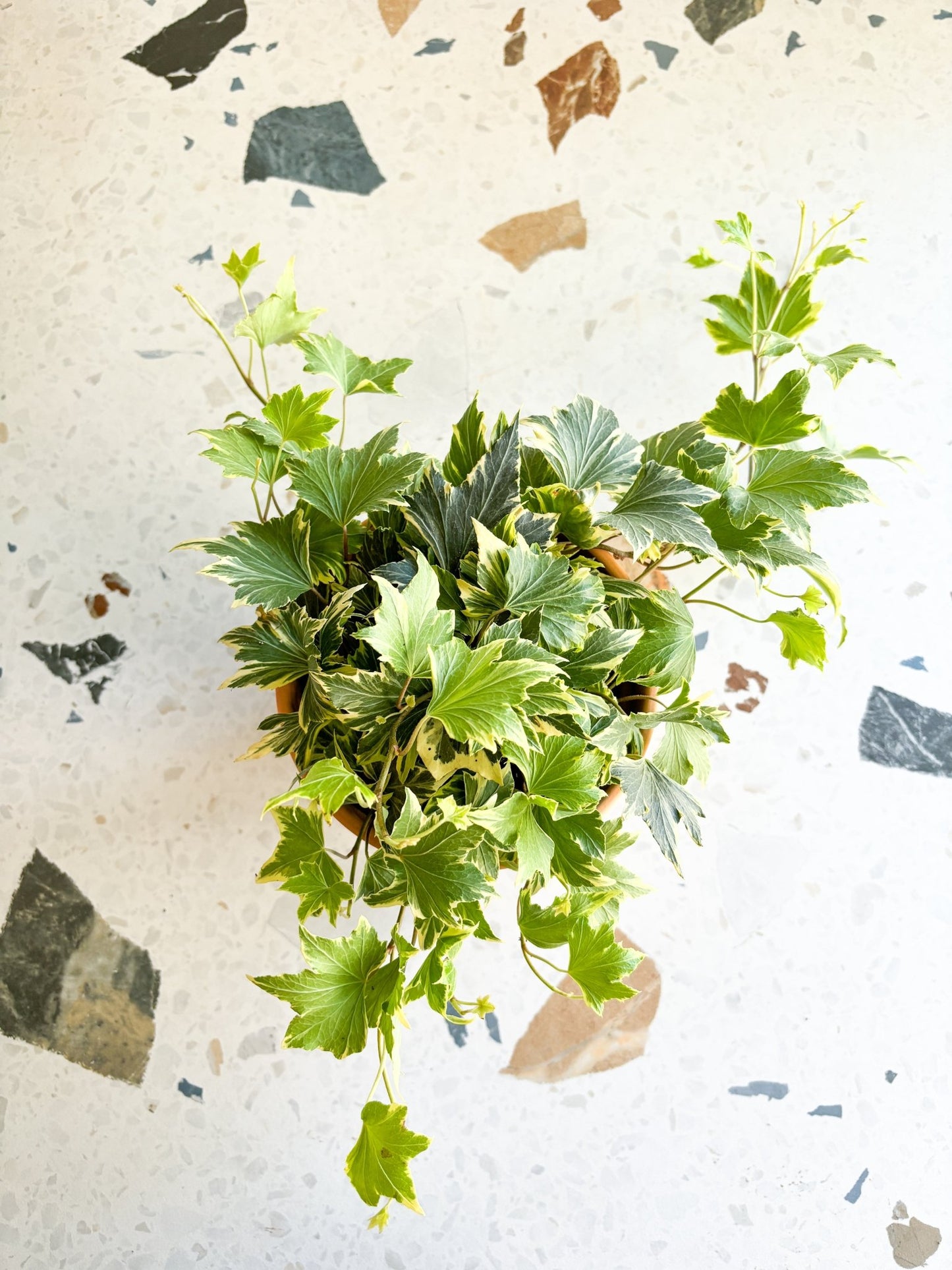 Bettina (Lierre) - Alma Plantes