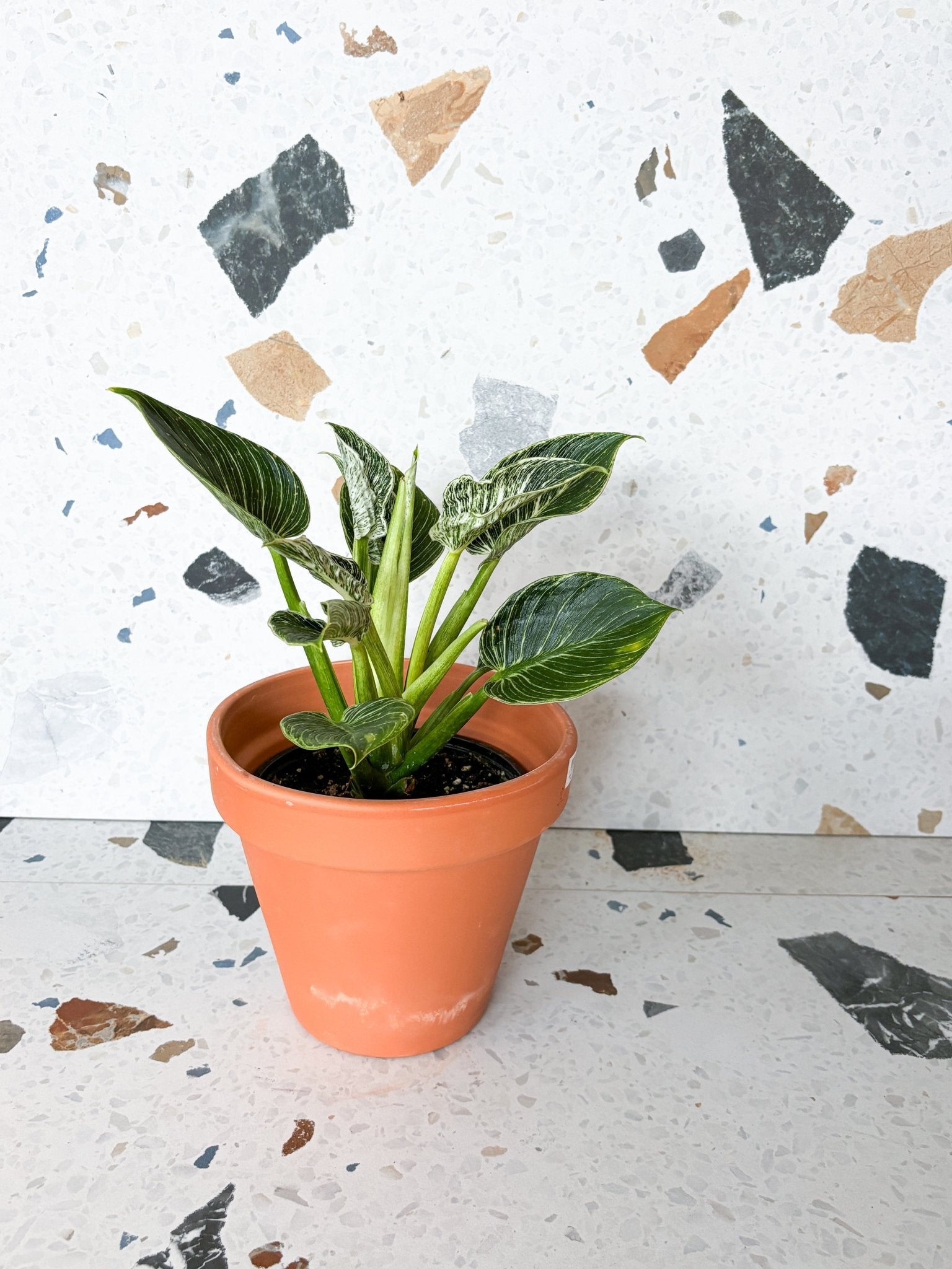 philodendron birkin taille adulte Birkin (Philodendron) – Alma Plantes