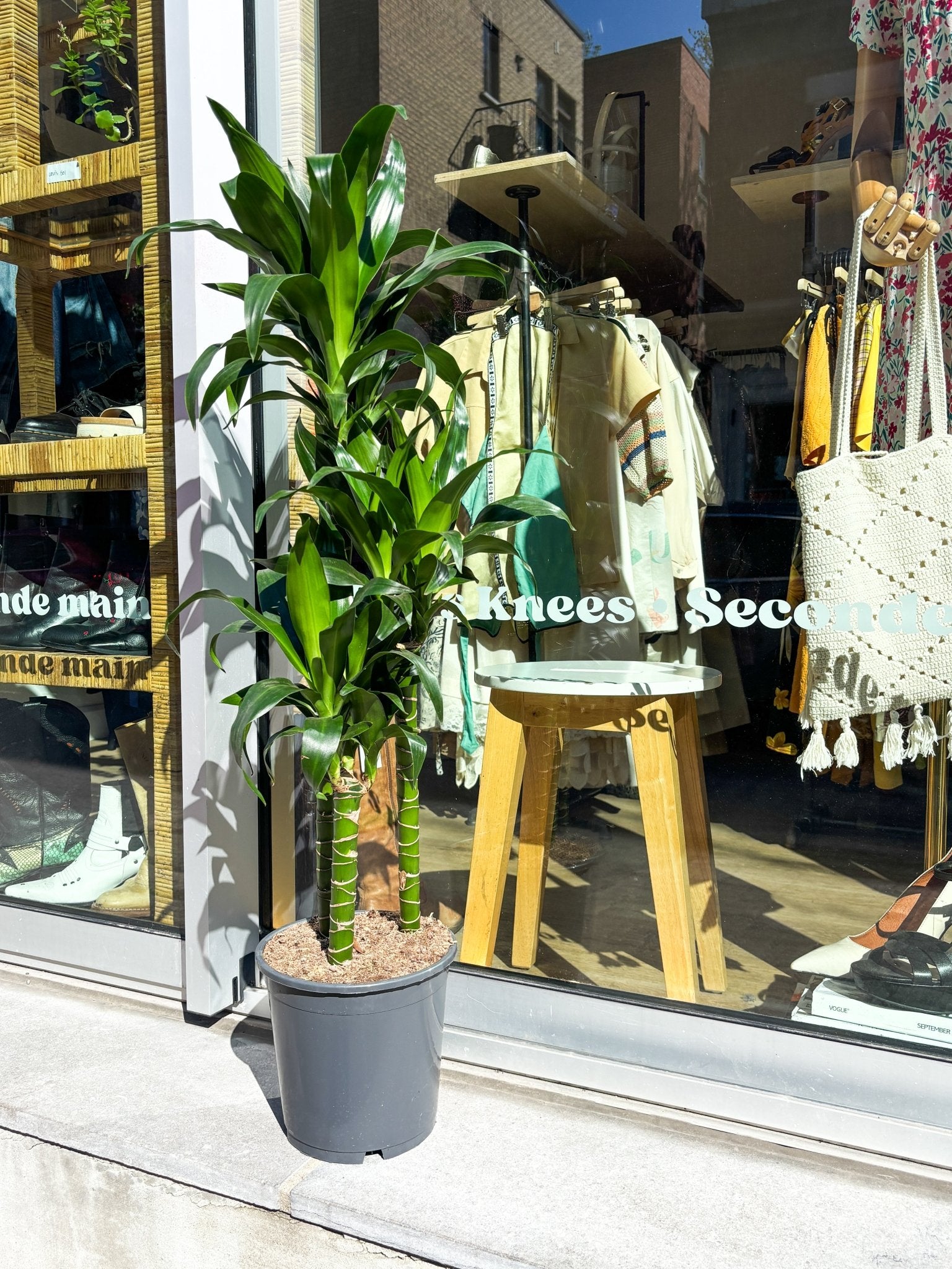 Black Beauty (Dracaena) - Alma Plantes