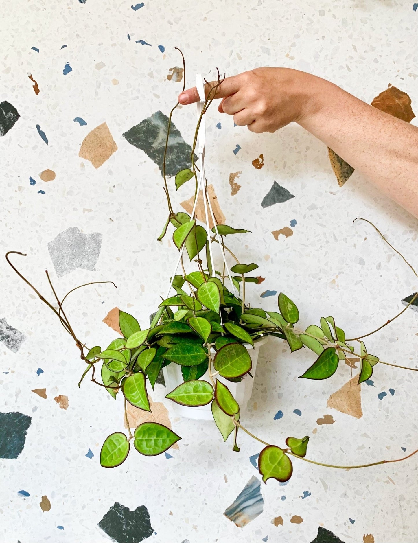 Black Margin (Hoya) - Alma Plantes