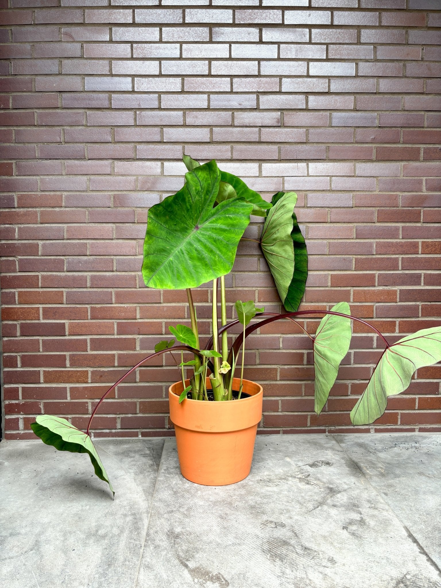 Bleuet (Colocasia) - Alma Plantes