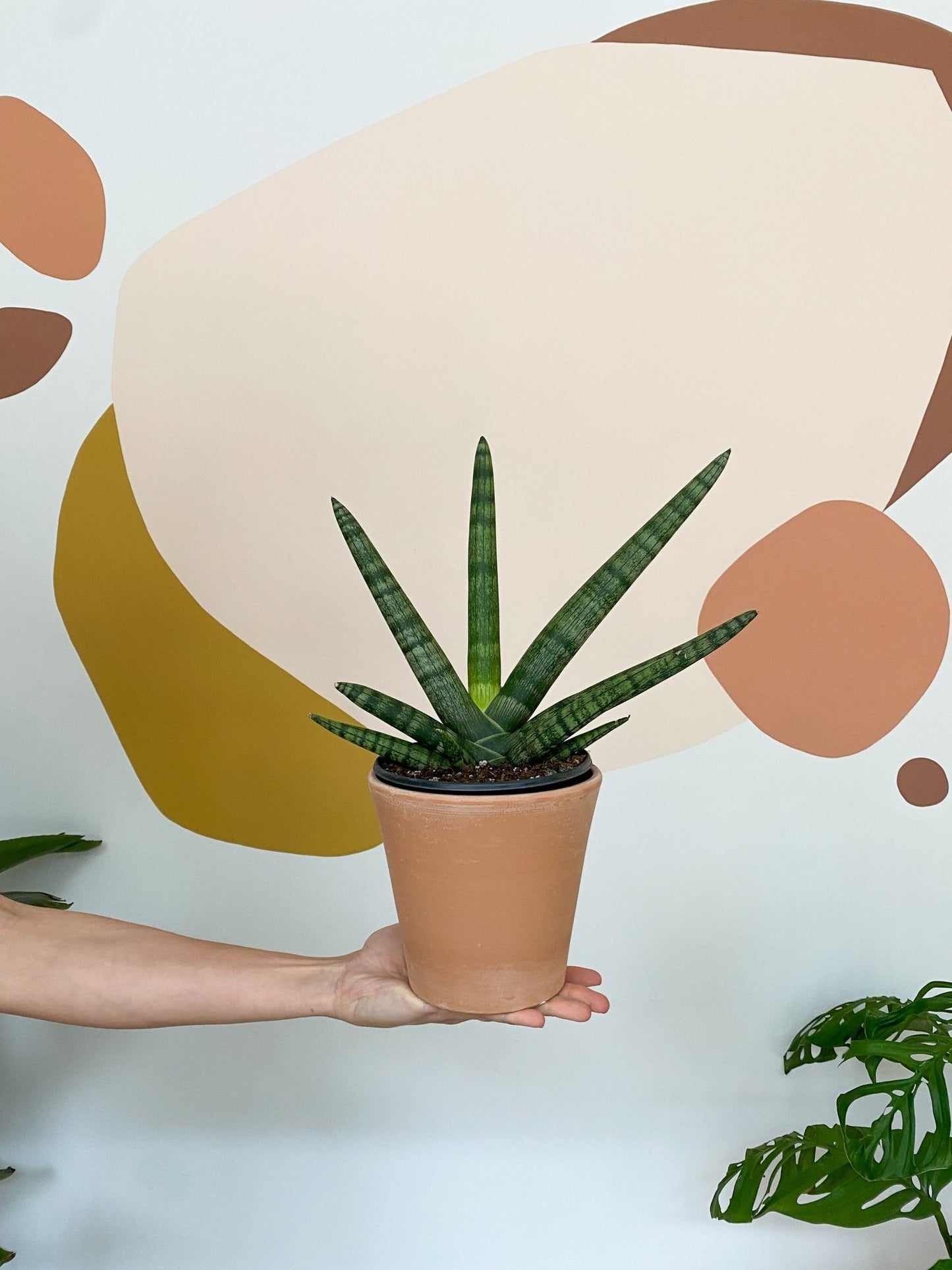 Bonnie (Sansevière) - Alma Plantes