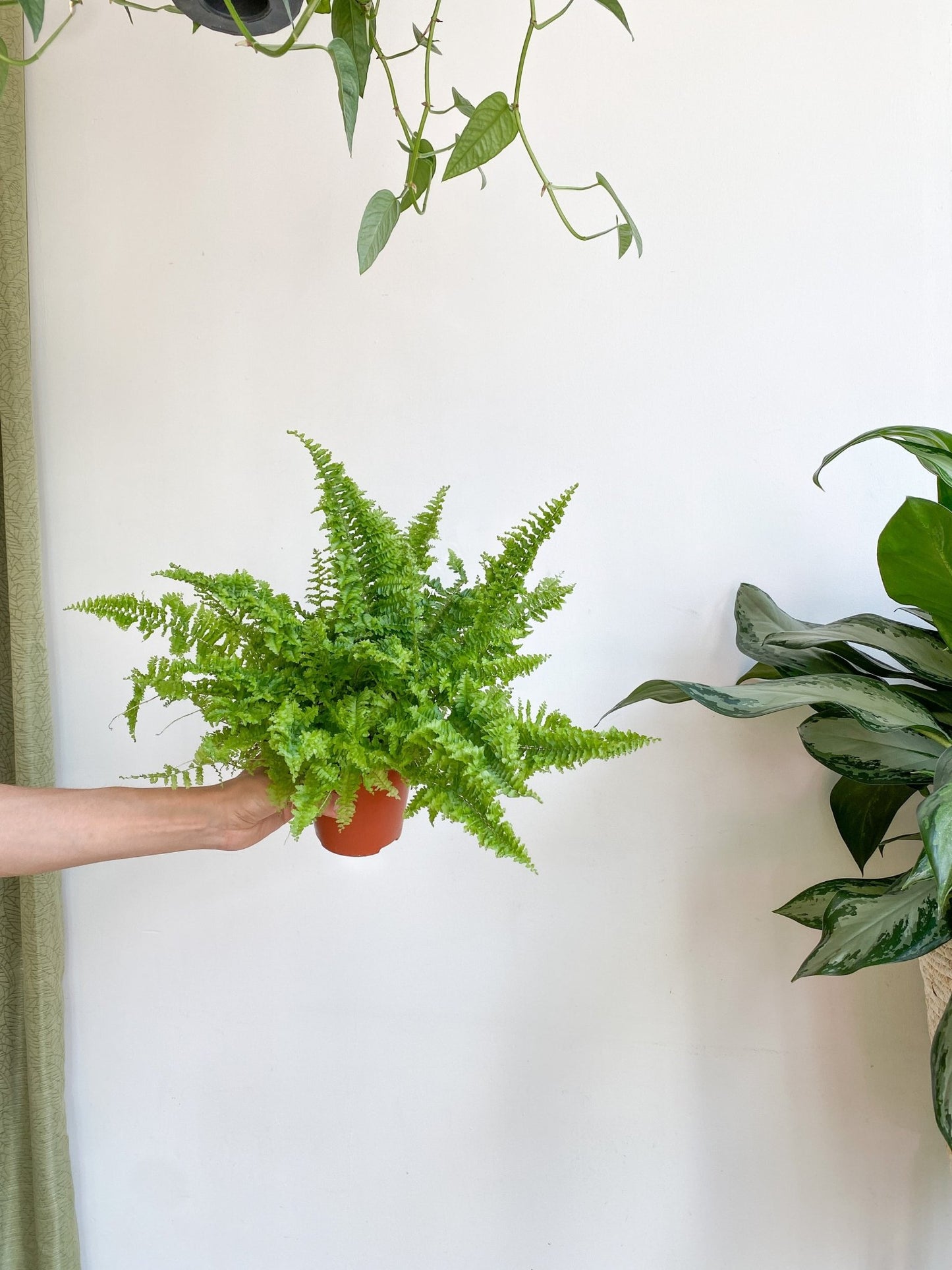 Boston (Fougère) - Alma Plantes