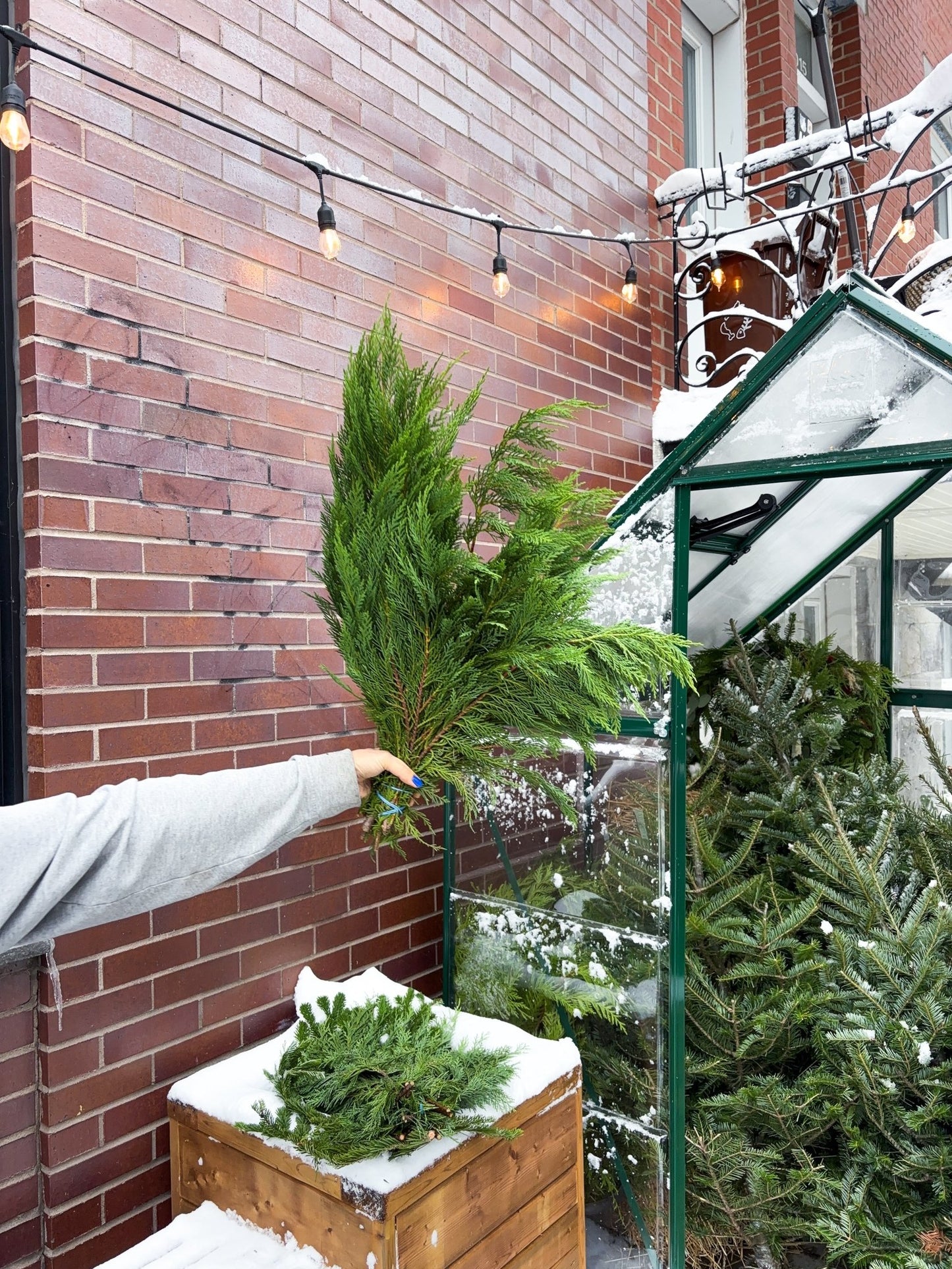 Branches de cyprès - Alma Plantes