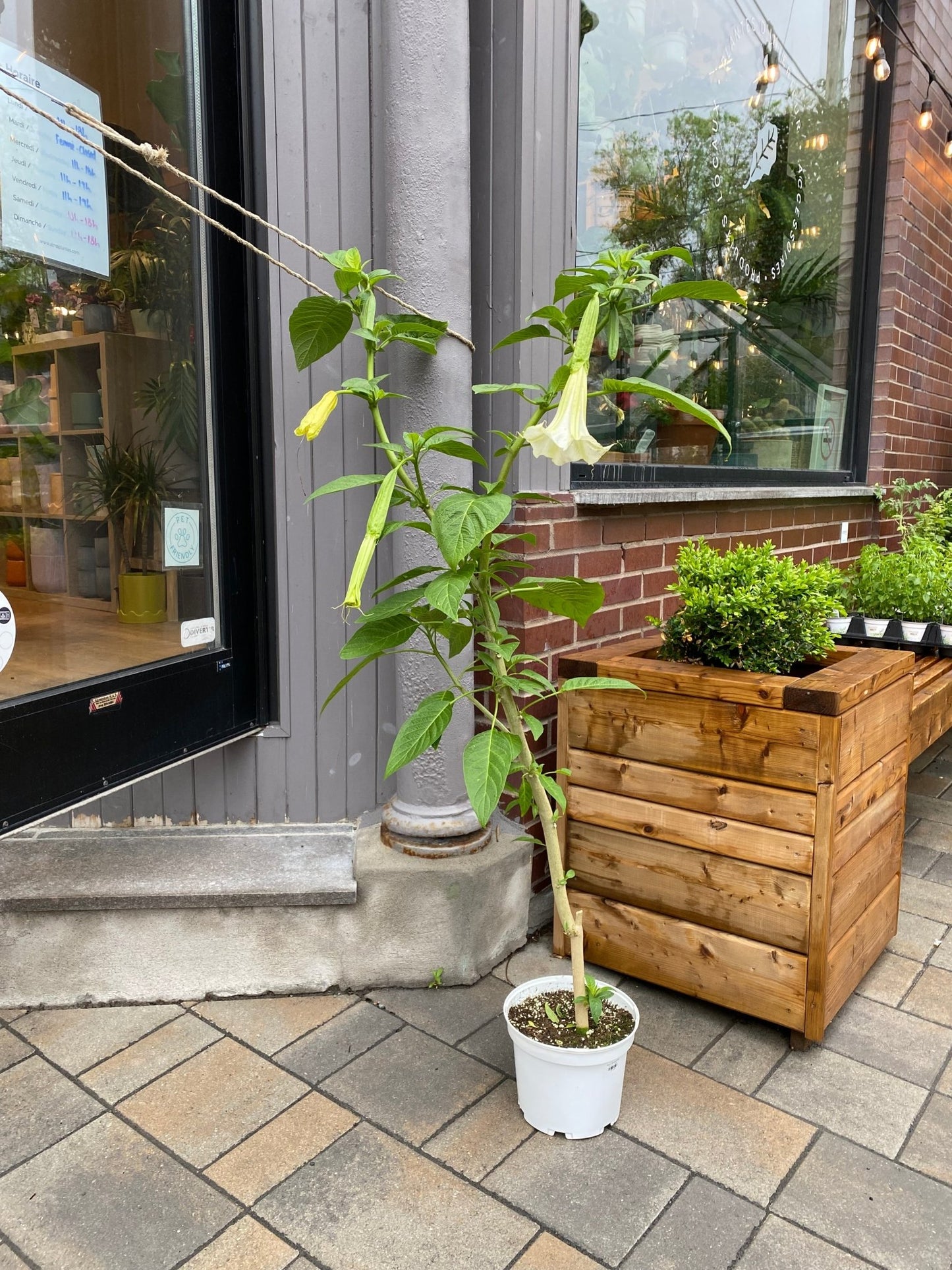 Bruce (Brugmansia) - Alma Plantes