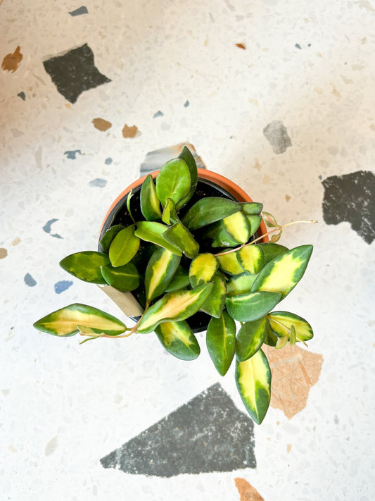 Burton (Hoya) - Alma Plantes